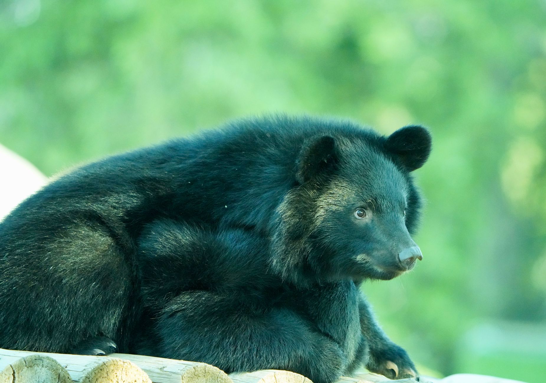Black bear wanders Edmonton's northwest neighbourhoods overnight, no injuries reported
