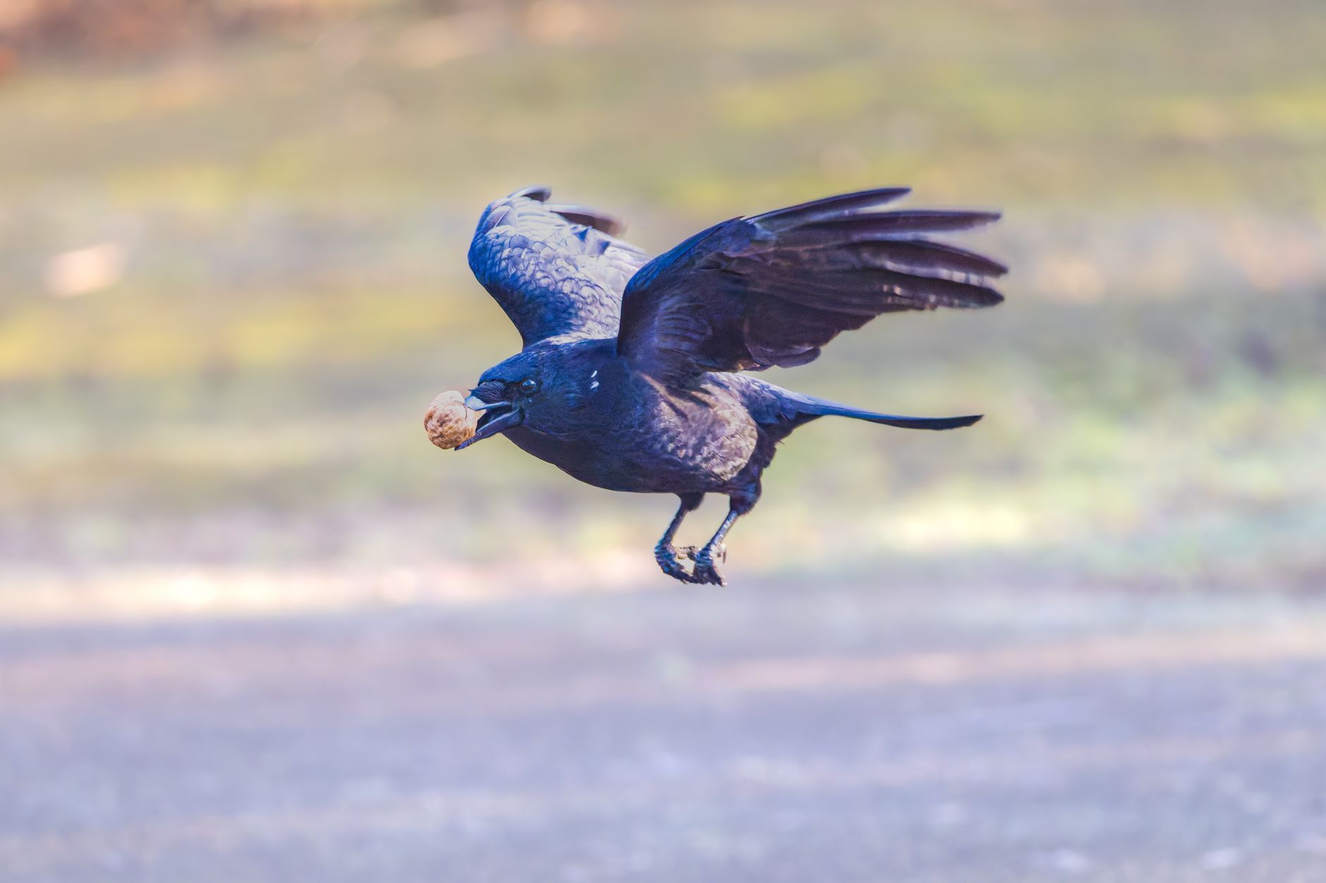 Steve Hofstetter misses Storm Crow, returns to Vancouver's Rio Theatre on September 23