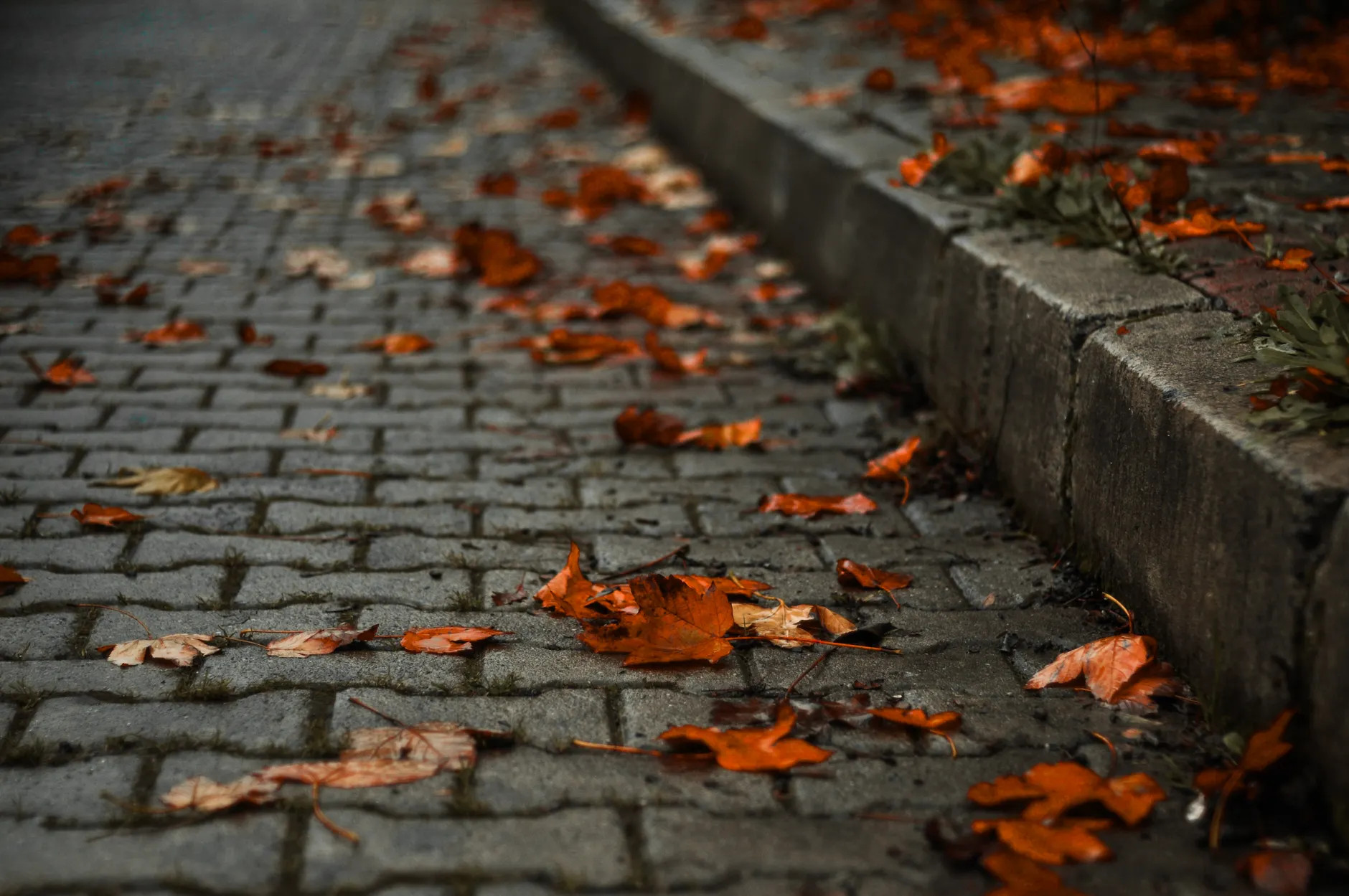 Toronto's Halloween forecast looks mild and dry, with a Tuesday frost first