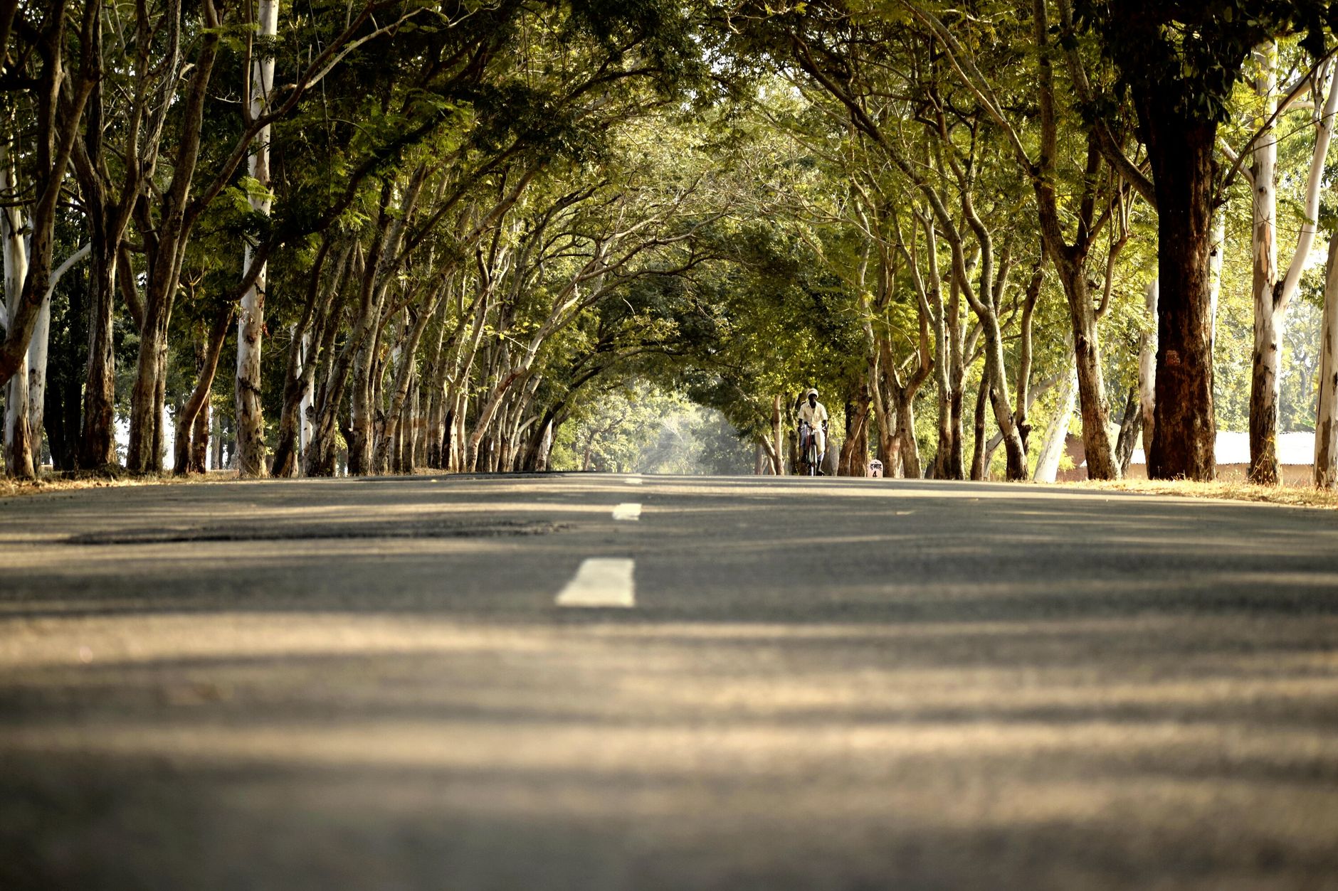 Gladstone Avenue bike lanes approved with protected cycling from Preston to Arthur streets