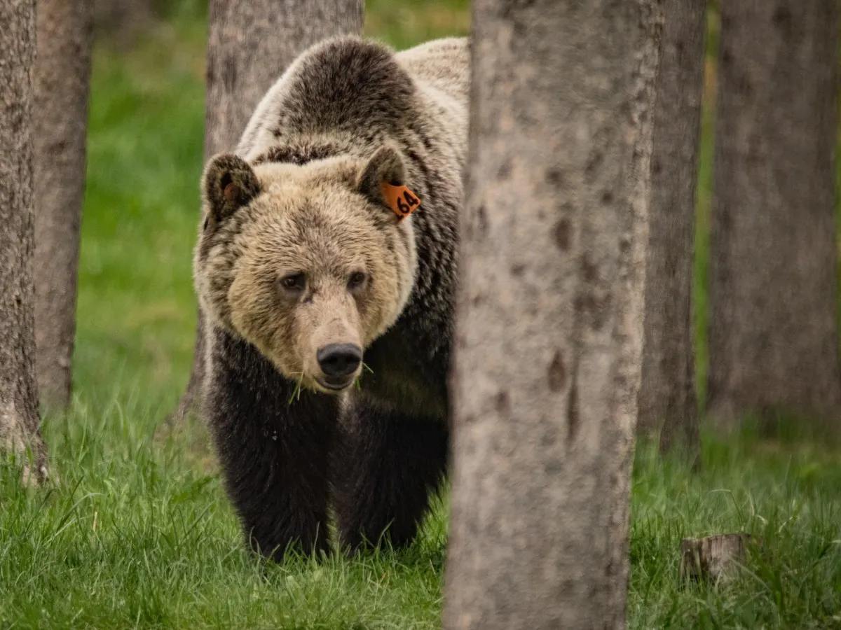 Alberta launches first grizzly bear count in eight years to guide recovery decisions