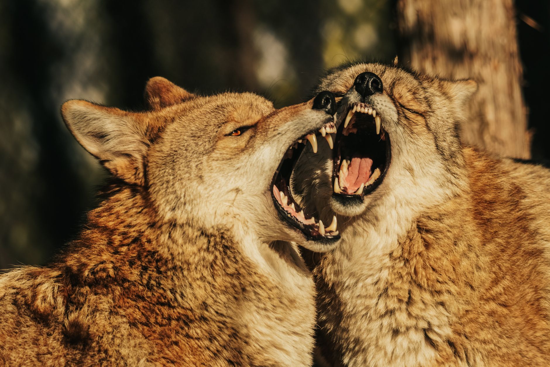 Lalande Conservation Park closes over coyote concerns