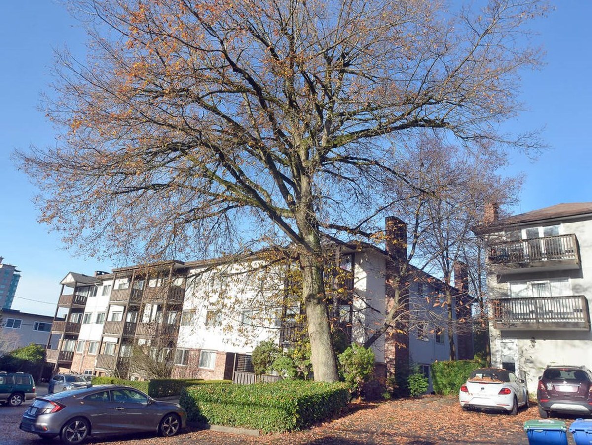 North Vancouver approves rental development despite removal of 25 trees