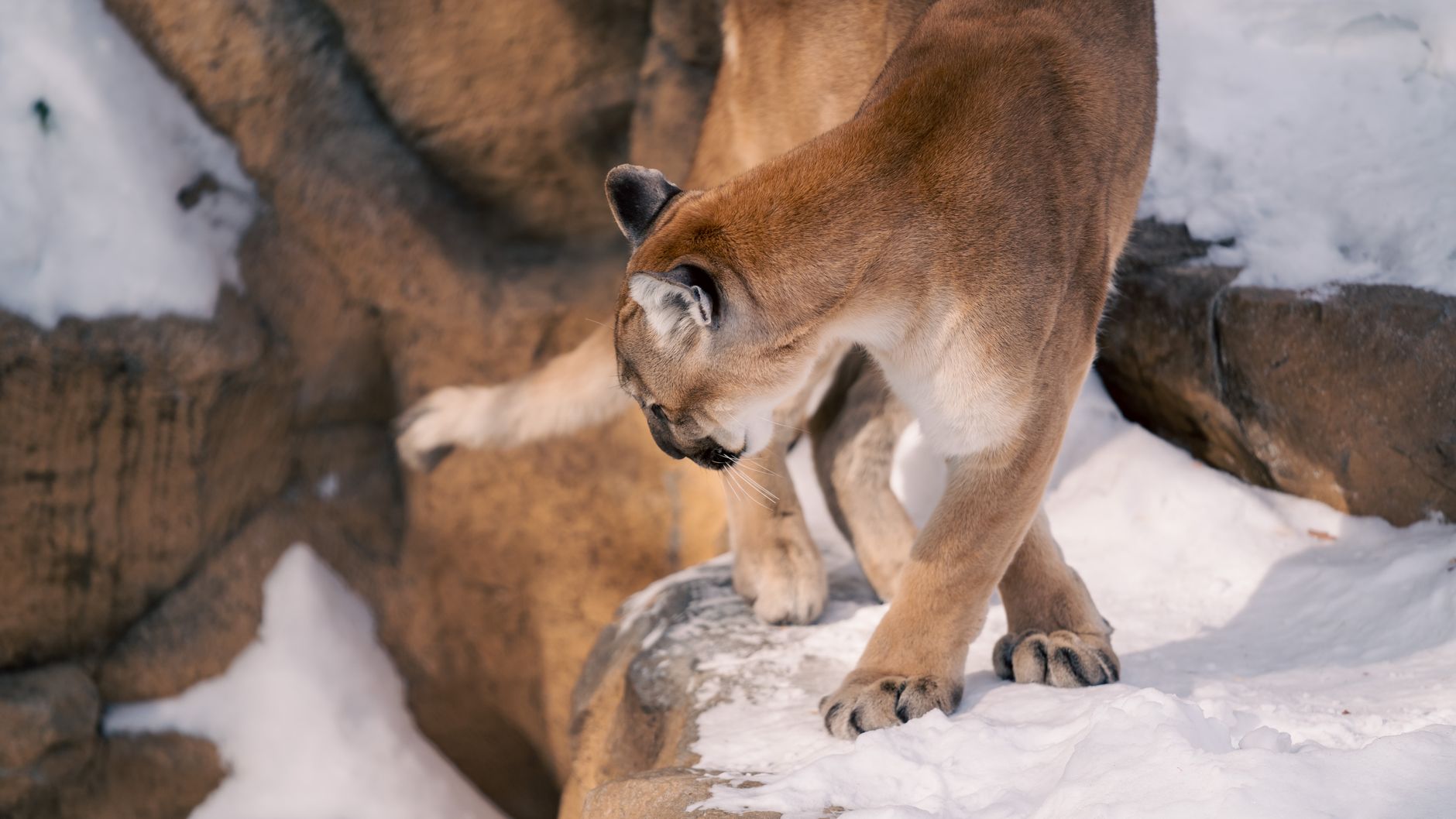 Cougar sightings extend into second week in northwest Calgary's Rocky Ridge