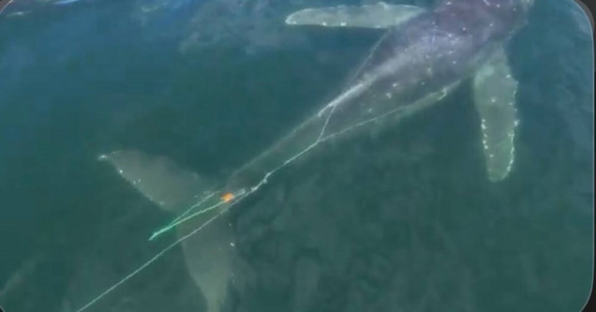 Humpback Artemis freed after four days entangled in fishing gear