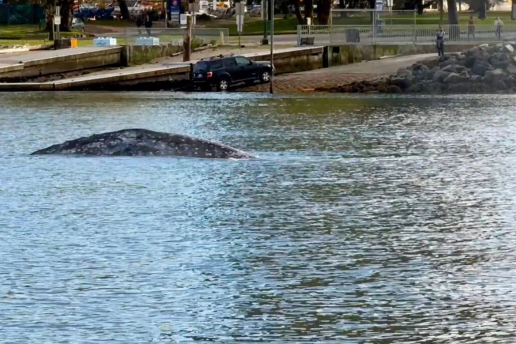 Grey whales spotted near Vancouver are starving, UBC researcher warns