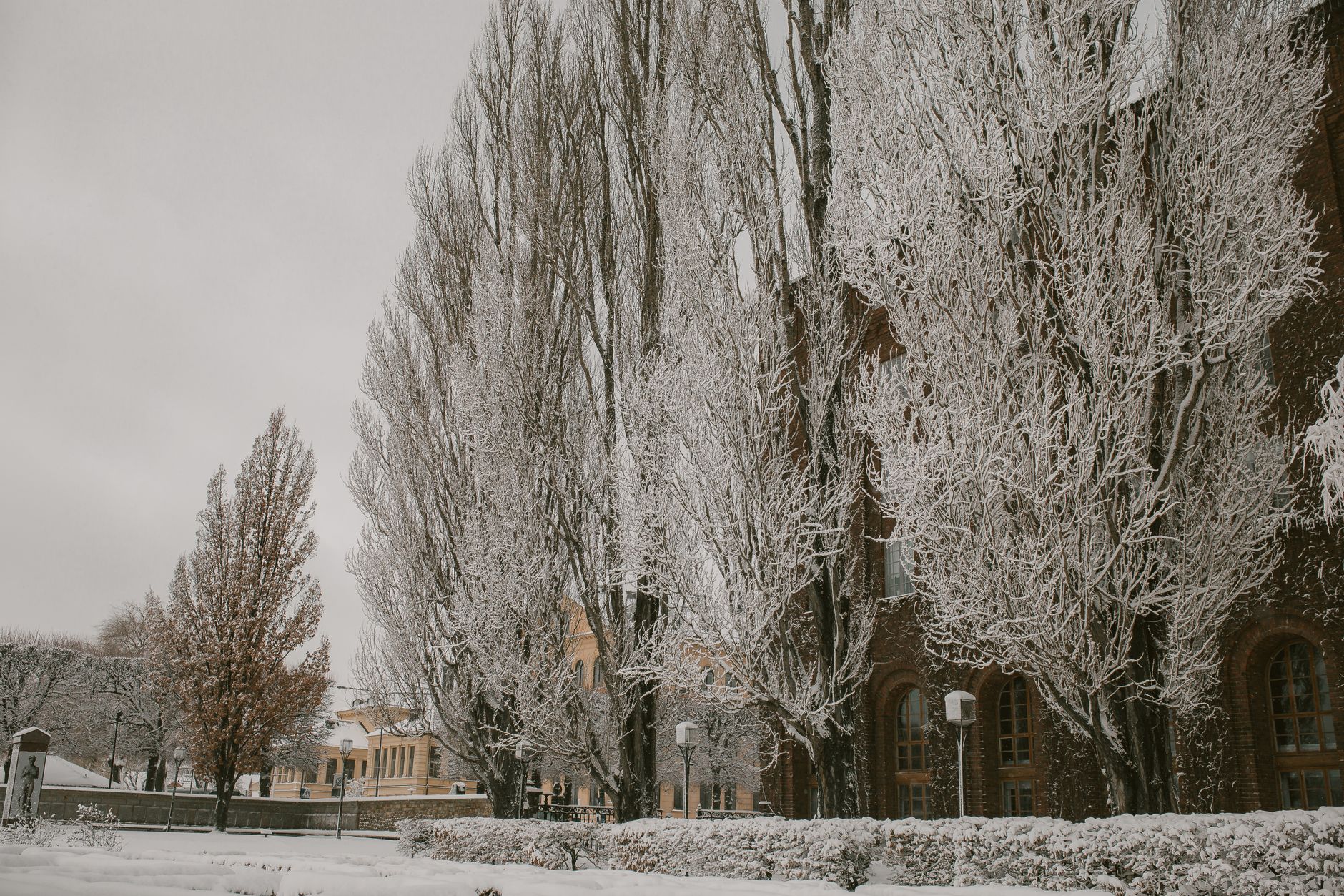 Montreal's summer snow is poplar seeds, not pollen