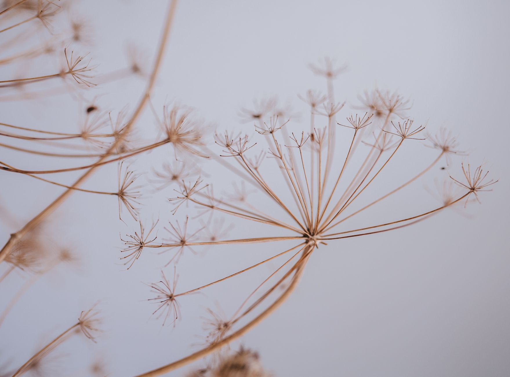 Wild parsnip treatment in 185 Ottawa parks begins August 10 for one week