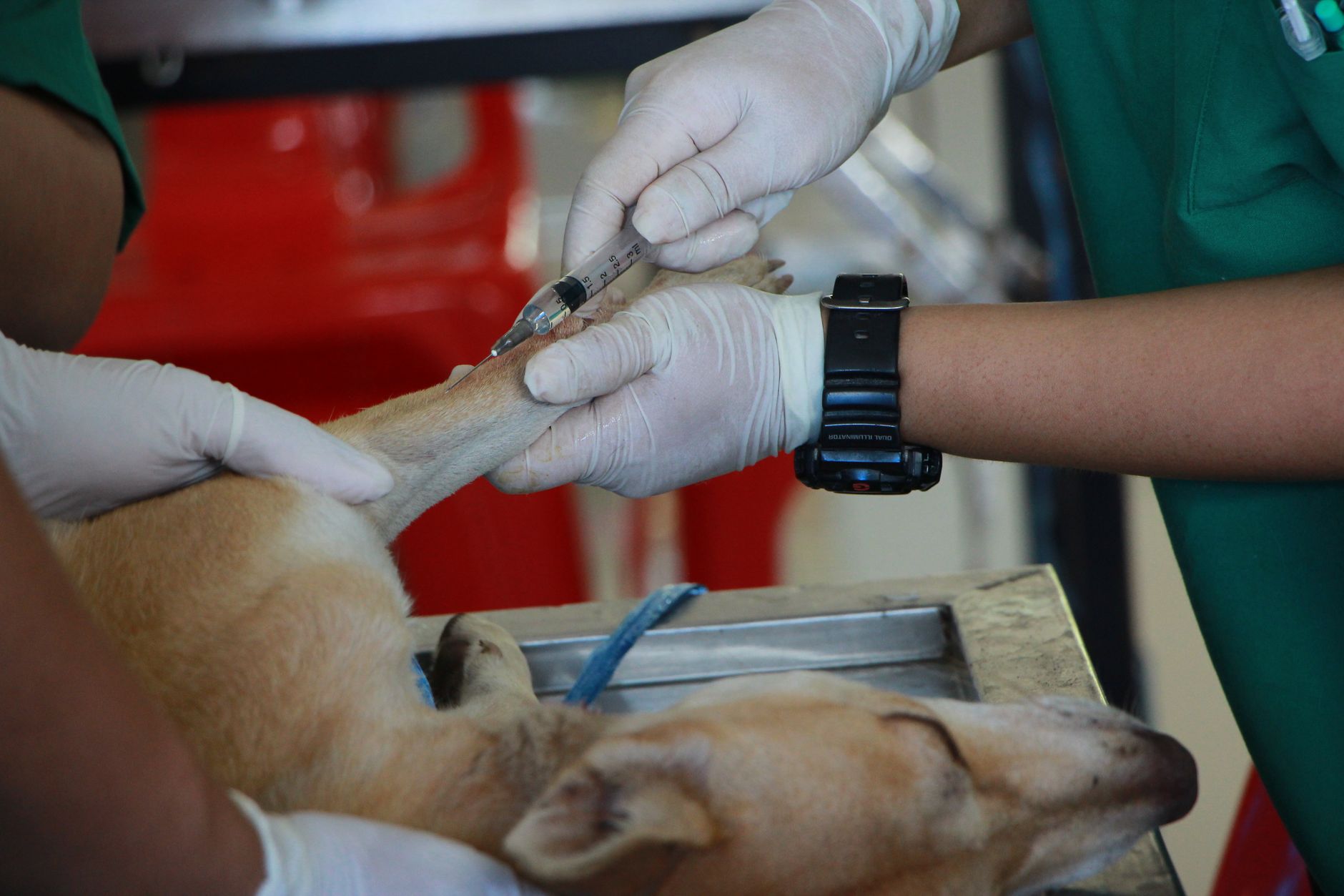 Rabies cases spike in Canada: 397 animal cases reported in first nine months of 2026
