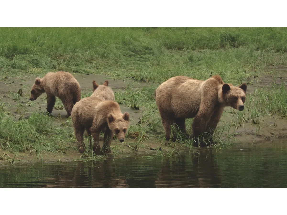 Grizzly bear bluff-charges man at Stoney Nakoda First Nation near Calgary