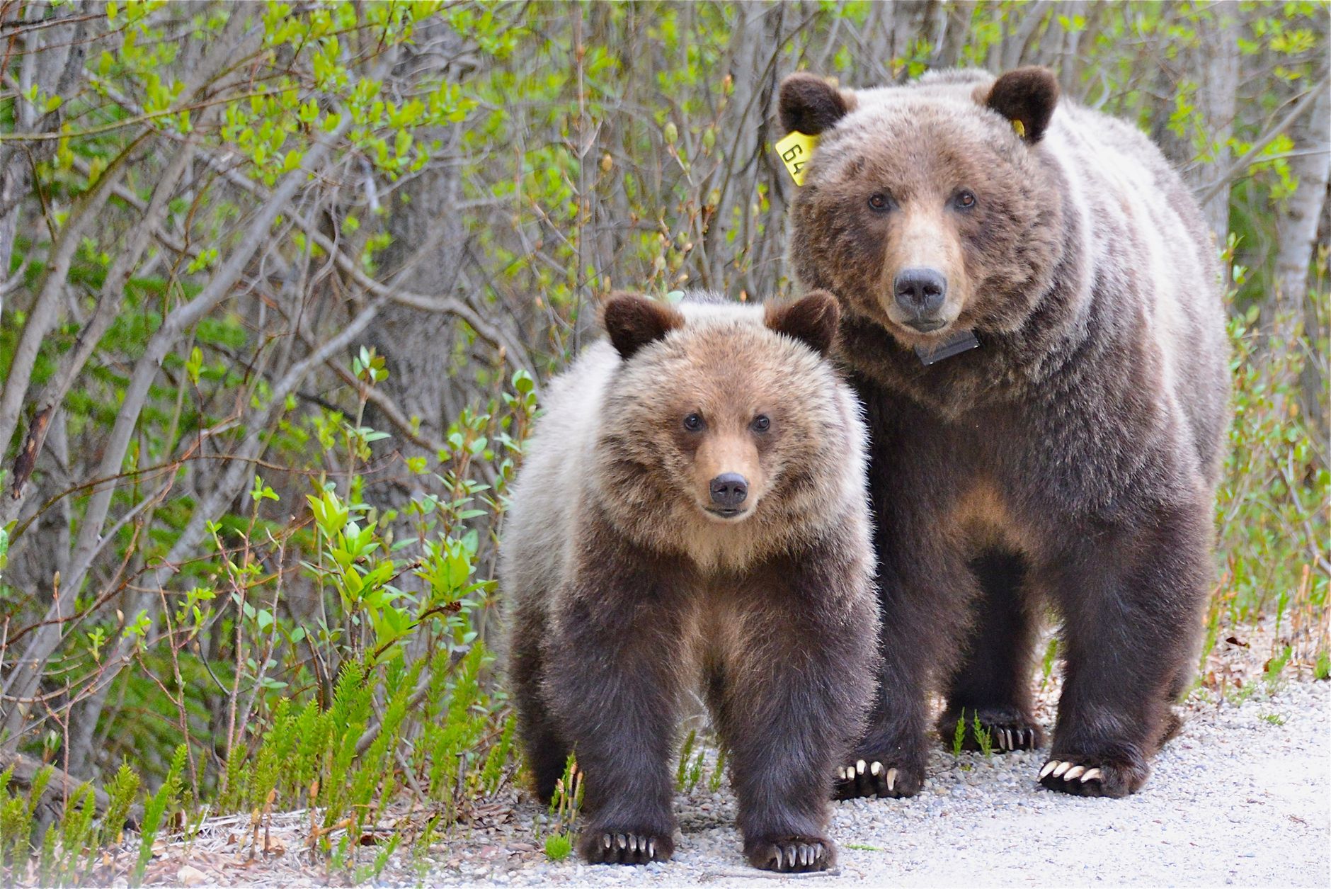 Alberta kills 10 grizzlies under wildlife program, sparking conservation alarm