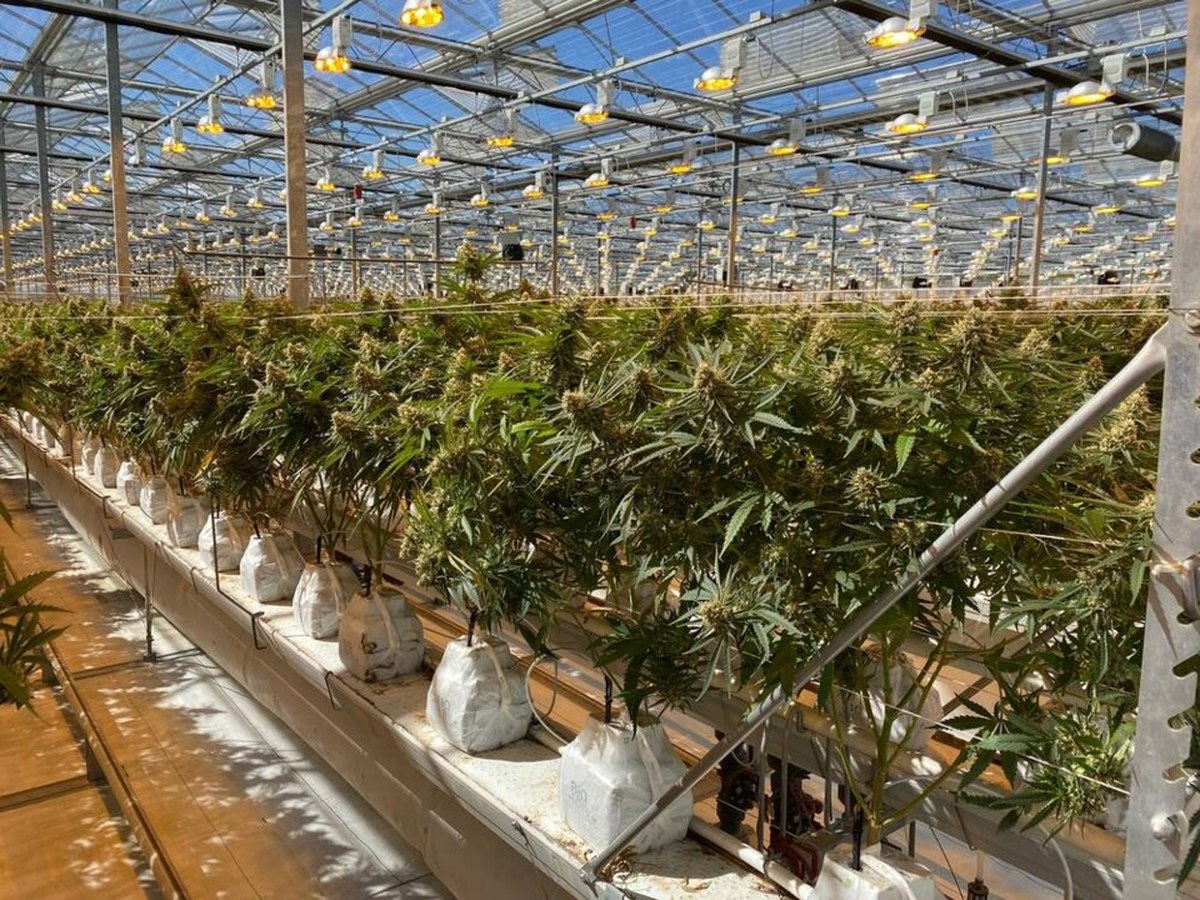 Delta cannabis operations ramp up production as Village Farms expands to 2.2 million square feet