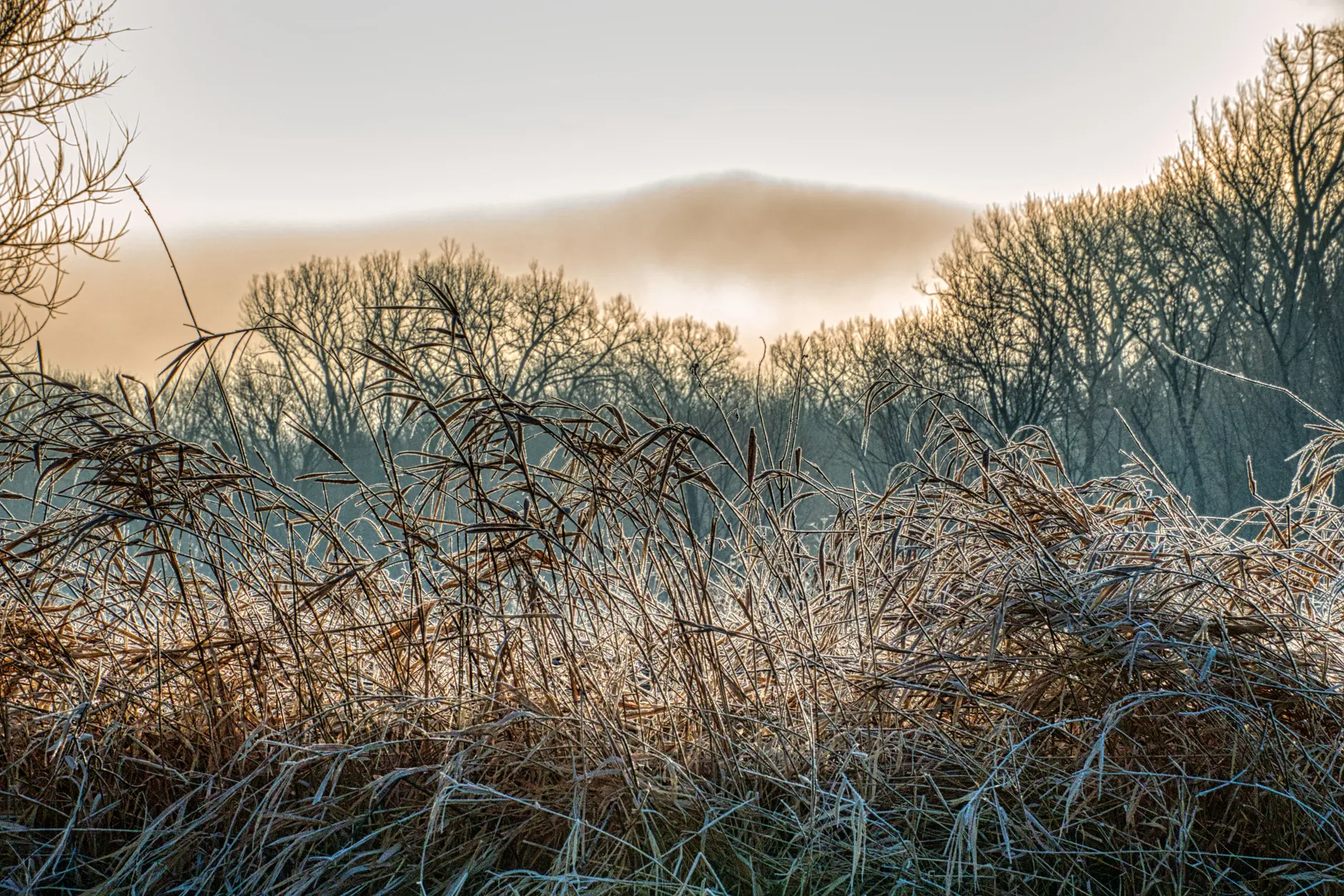 Yellow frost advisory for Toronto and Peel, Halton tonight into Tuesday morning