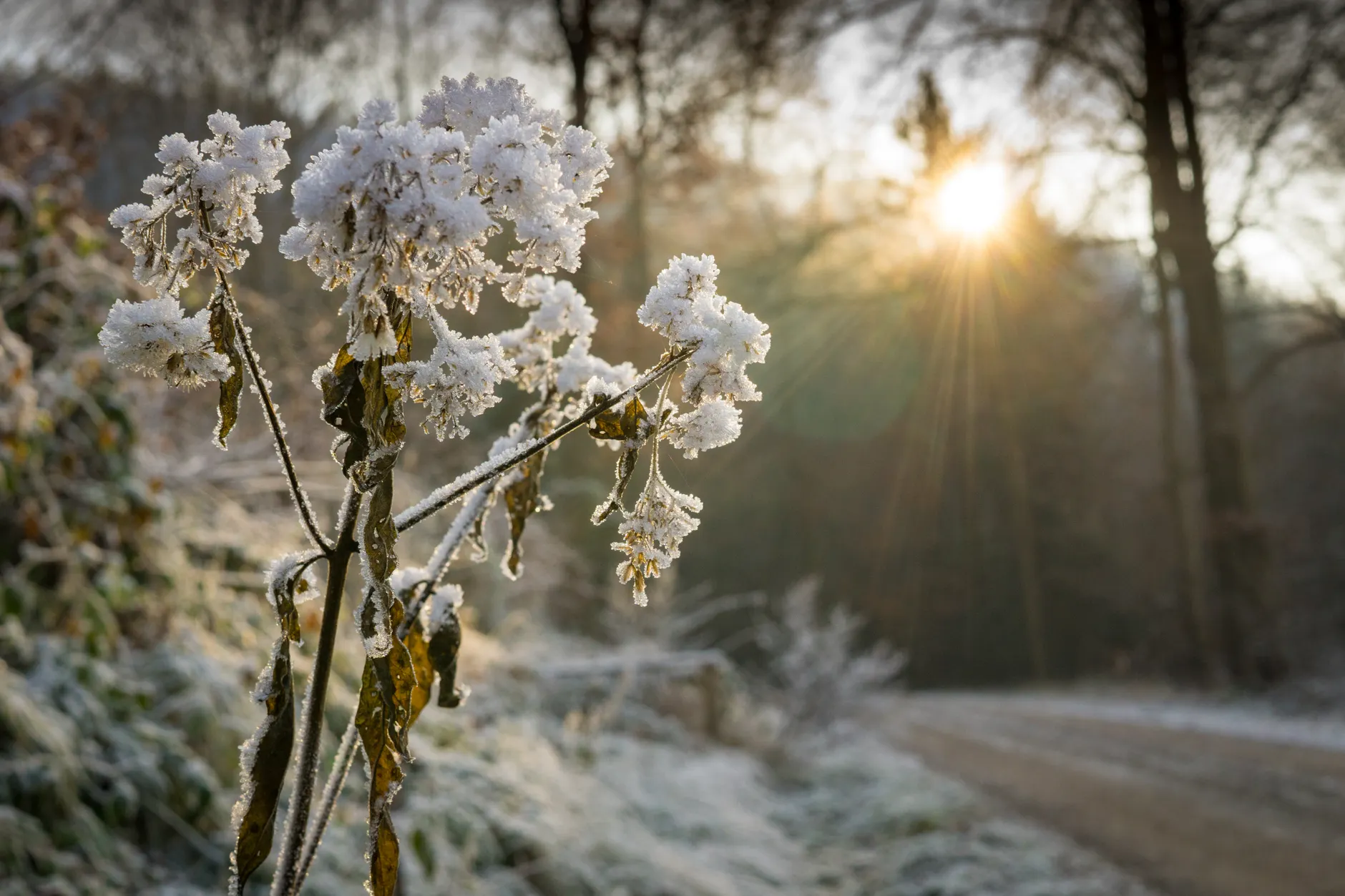 Frost risk overnight as temperatures drop to 3°C, first day of autumn arrives Tuesday