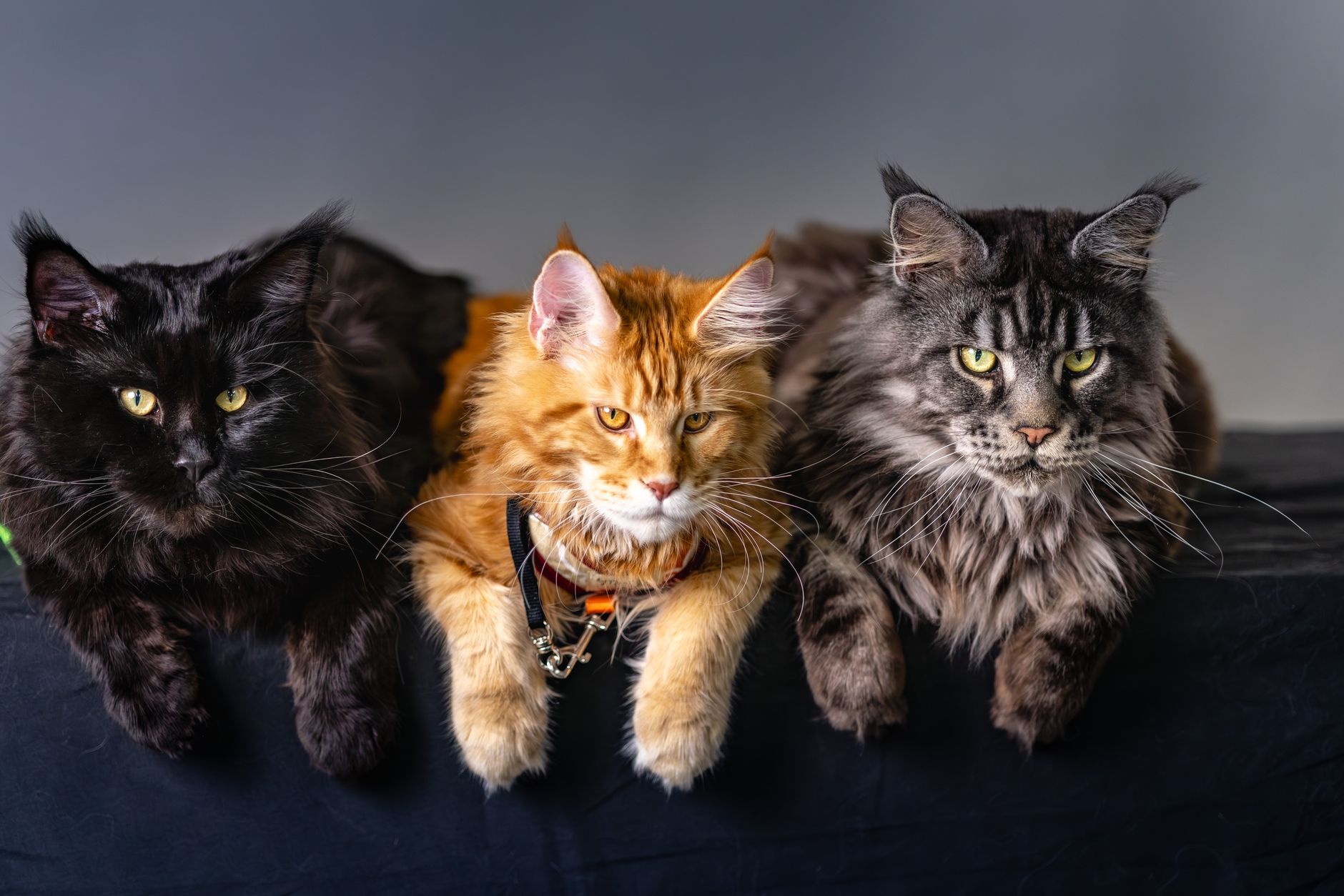 BC court awards cat ownership to one party in Family Law Act case