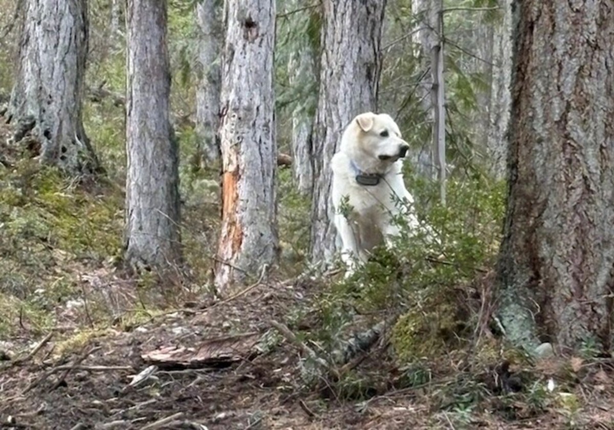 Woman mauled by bear near Salmon Arm disputes official account