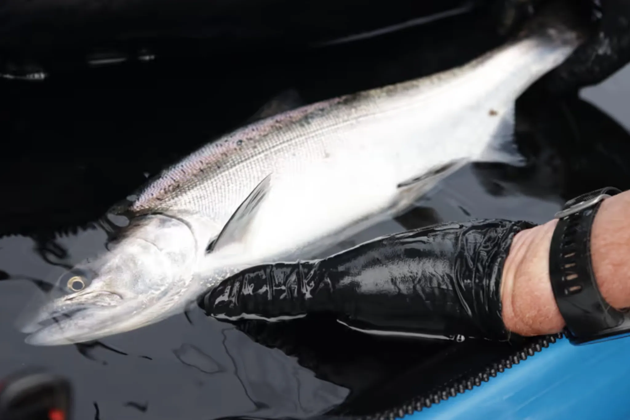 Scientists find deadly bacterial disease in wild B.C. salmon for first time