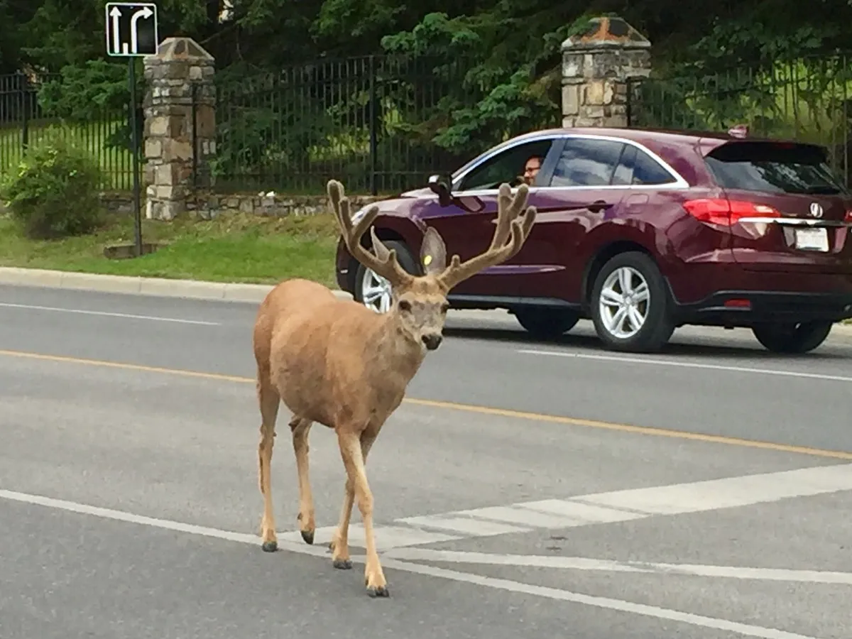 Young deer rescued from fence in Banff after Parks Canada delay