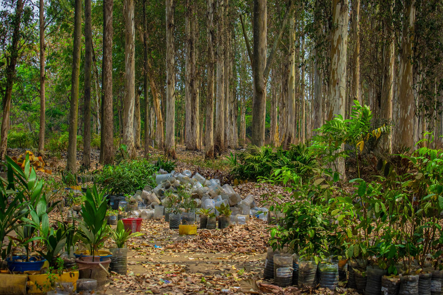 Richmond plants its 11th Miyawaki forest at McLean Park