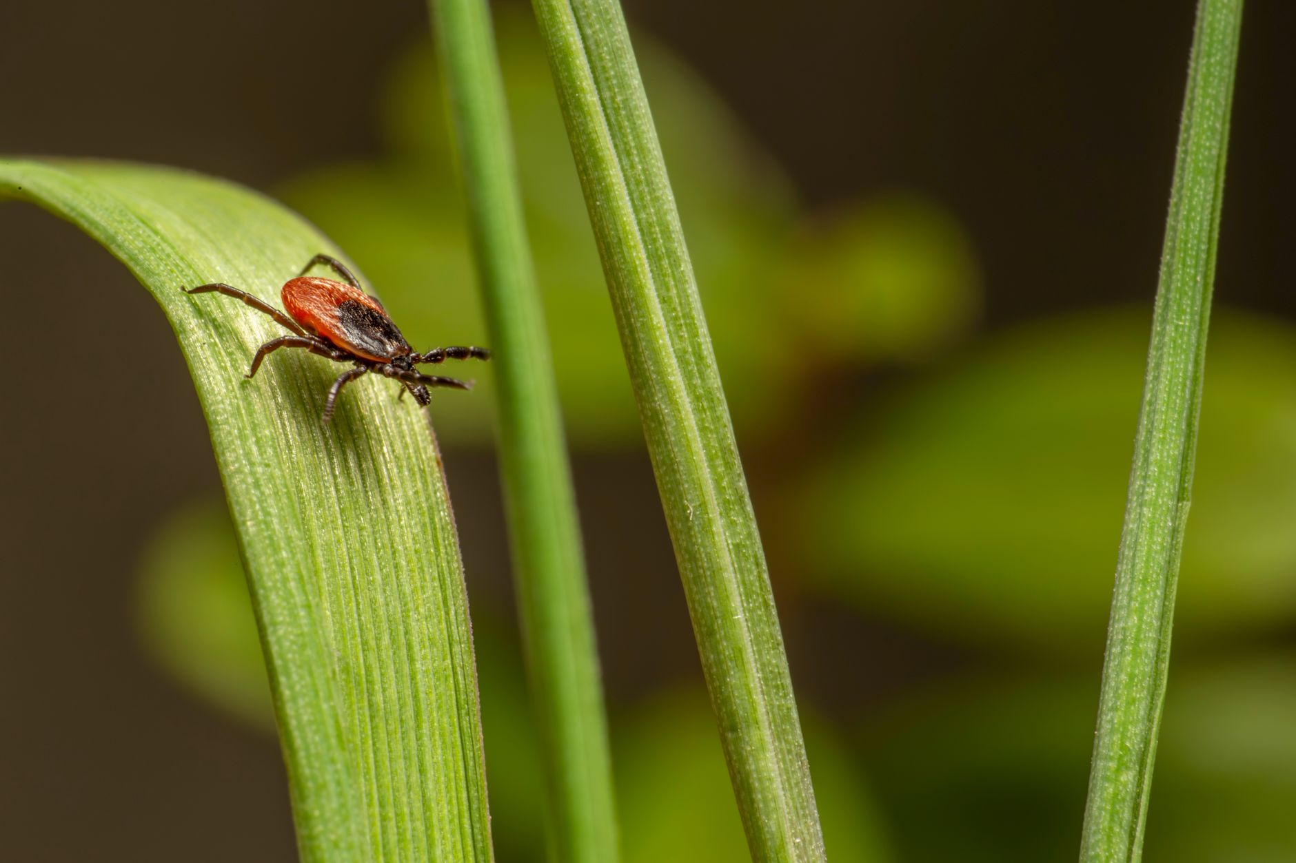 Climate change pushing ticks deeper into Canadian range
