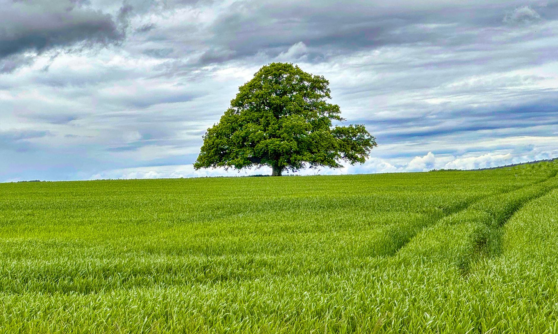 North Vancouver council hopefuls pitch tree protection at all-candidates meeting