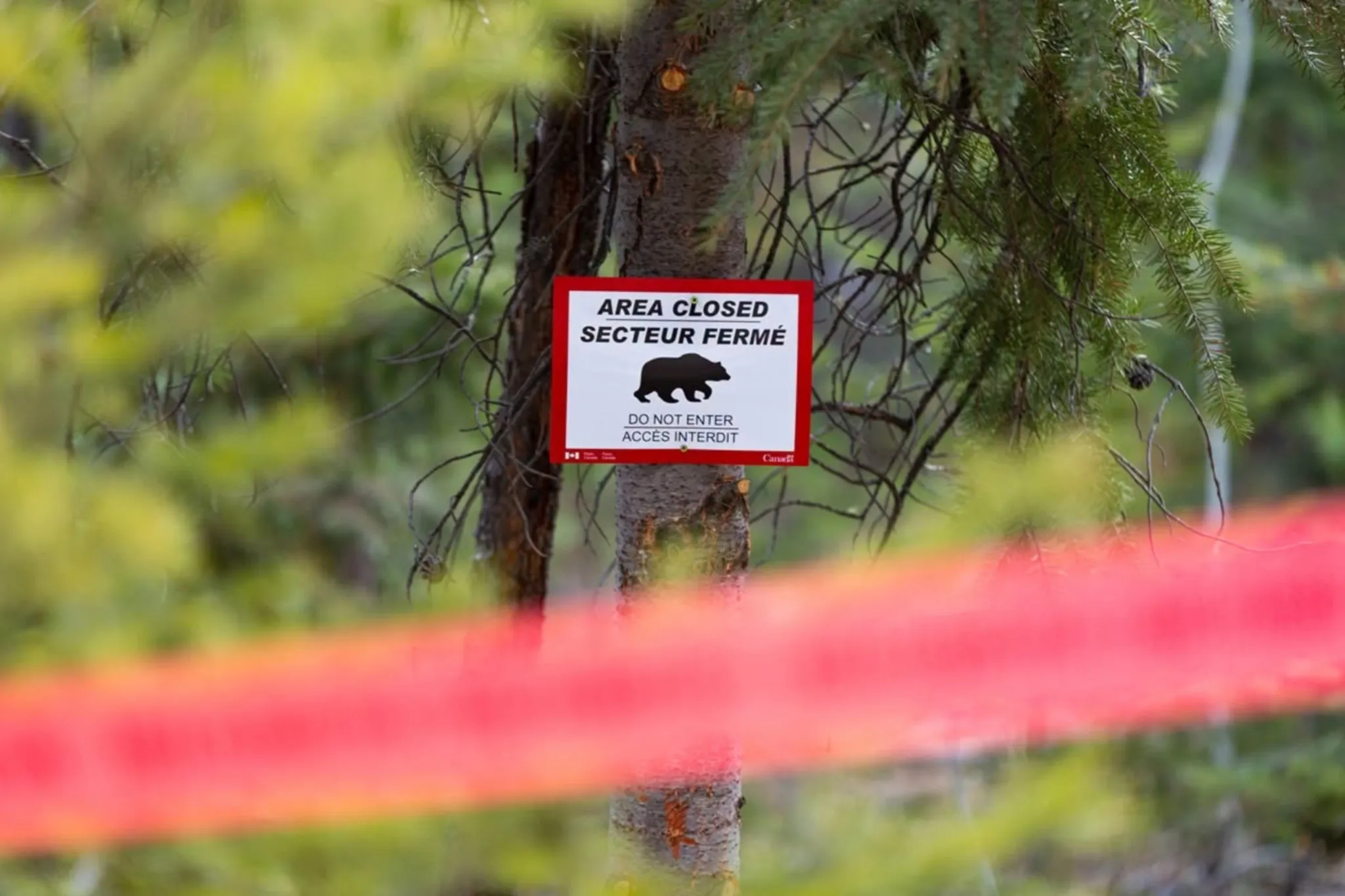 Grizzly bear injures hiker on Opal Hills Trail in Jasper National Park
