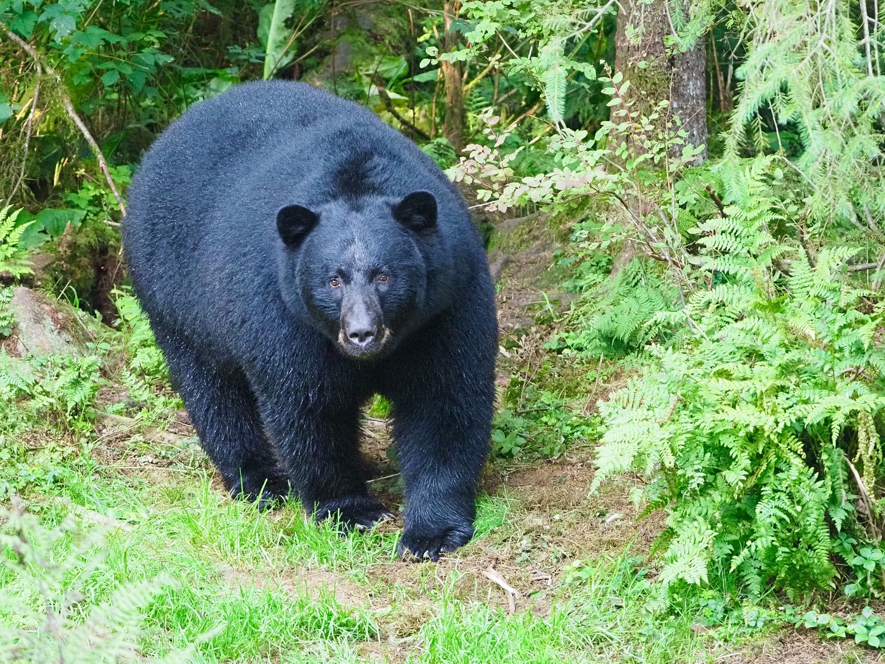 Woman attacked by bear near Whistler airlifted to hospital
