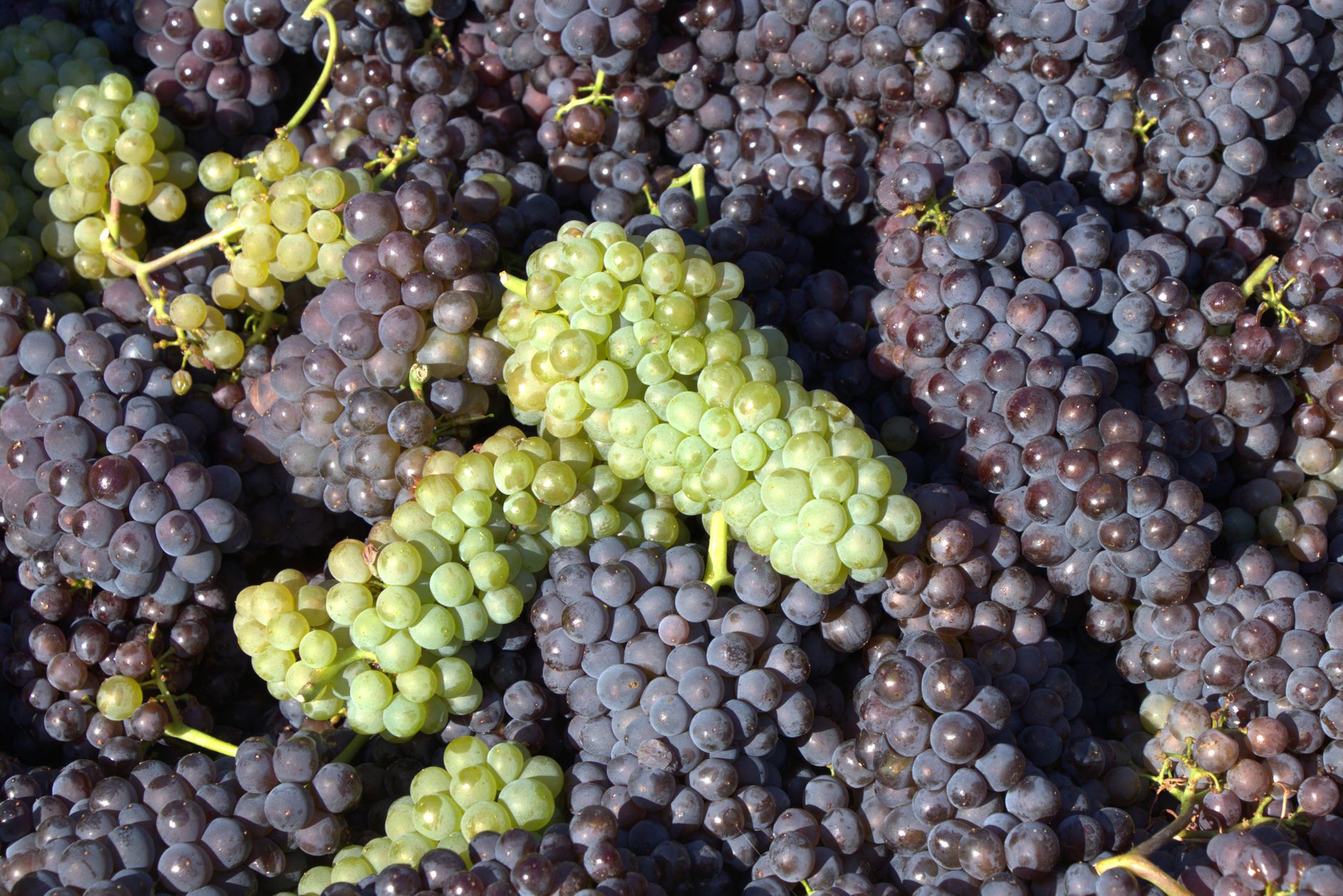 South Okanagan wineries chart recovery and ambition