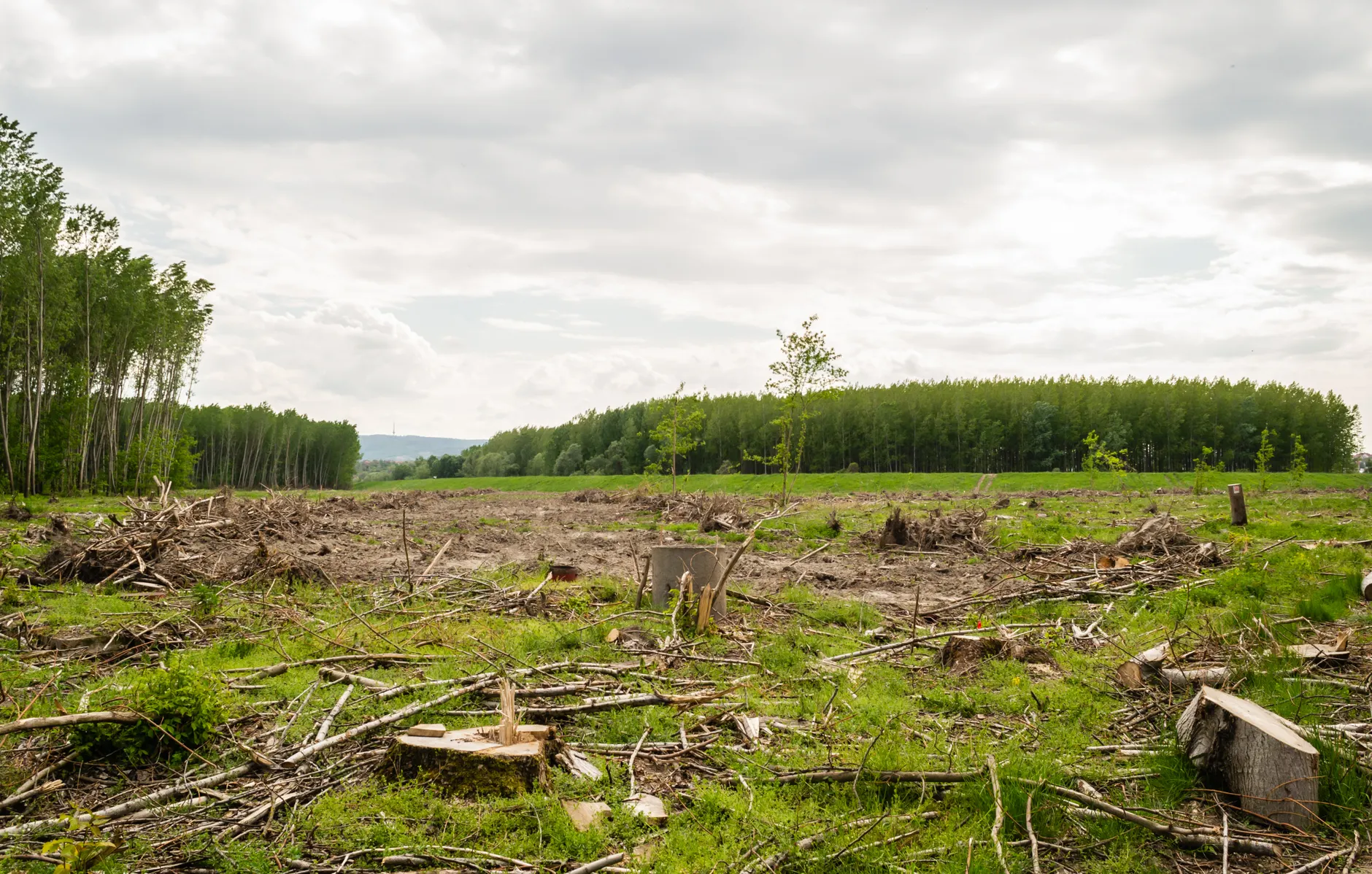 Modcity faces tenth city investigation for illegal tree cutting on Ennerdale Road