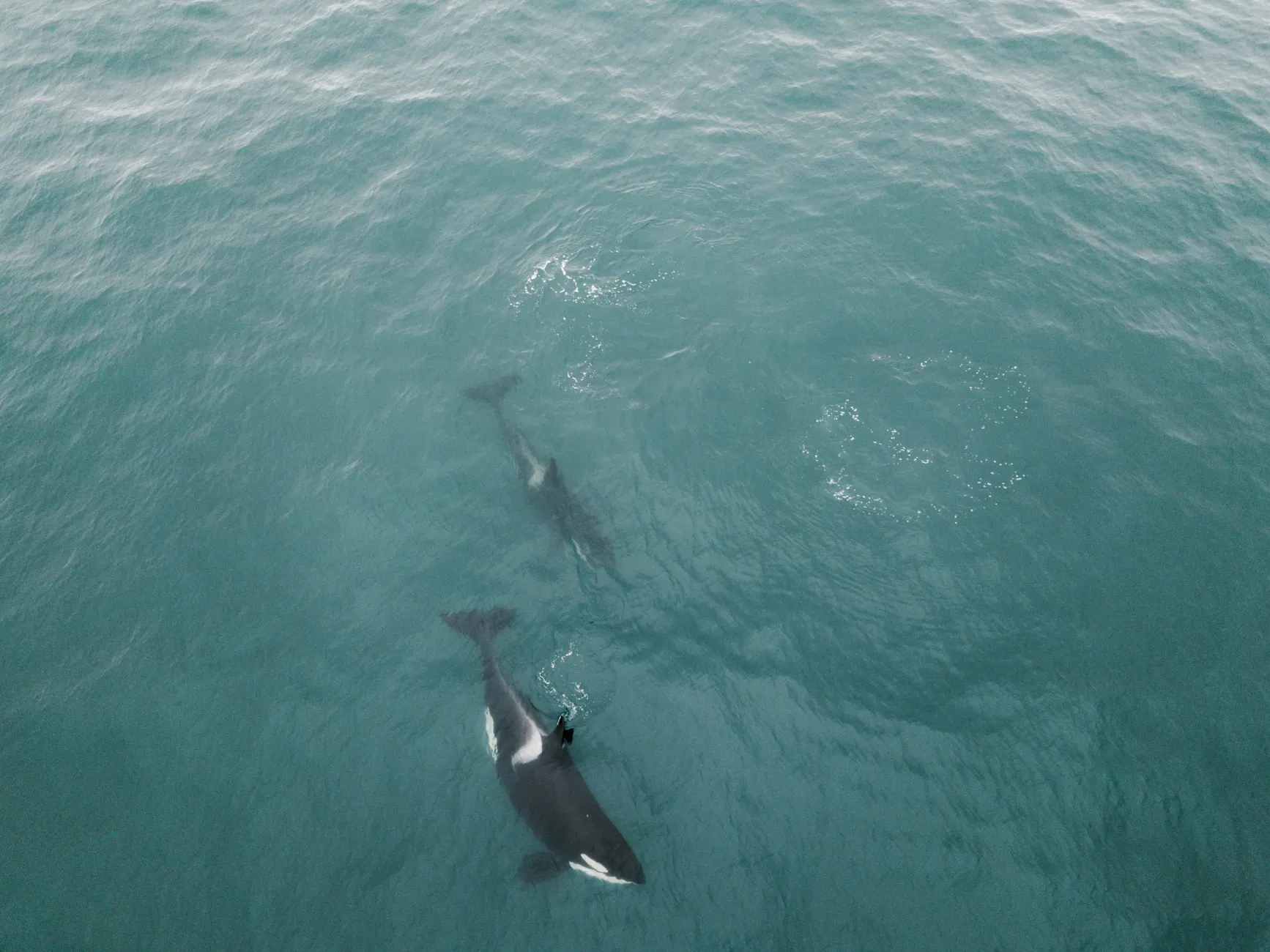 Southern resident orca population grows to 76 as second consecutive year of recovery continues