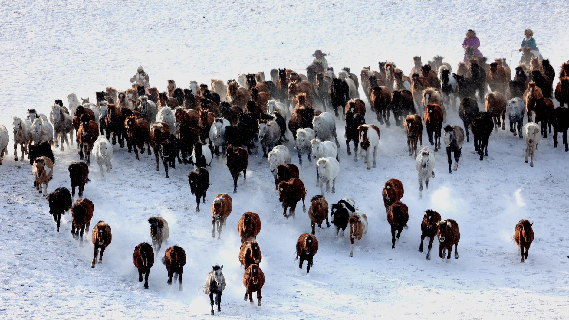 Texas livestock ban complicates Stampede rodeo plans
