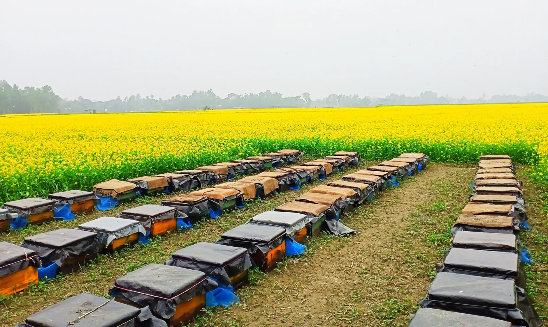 Alberta honey producers face 50% U.S. tariff, losing their biggest export market