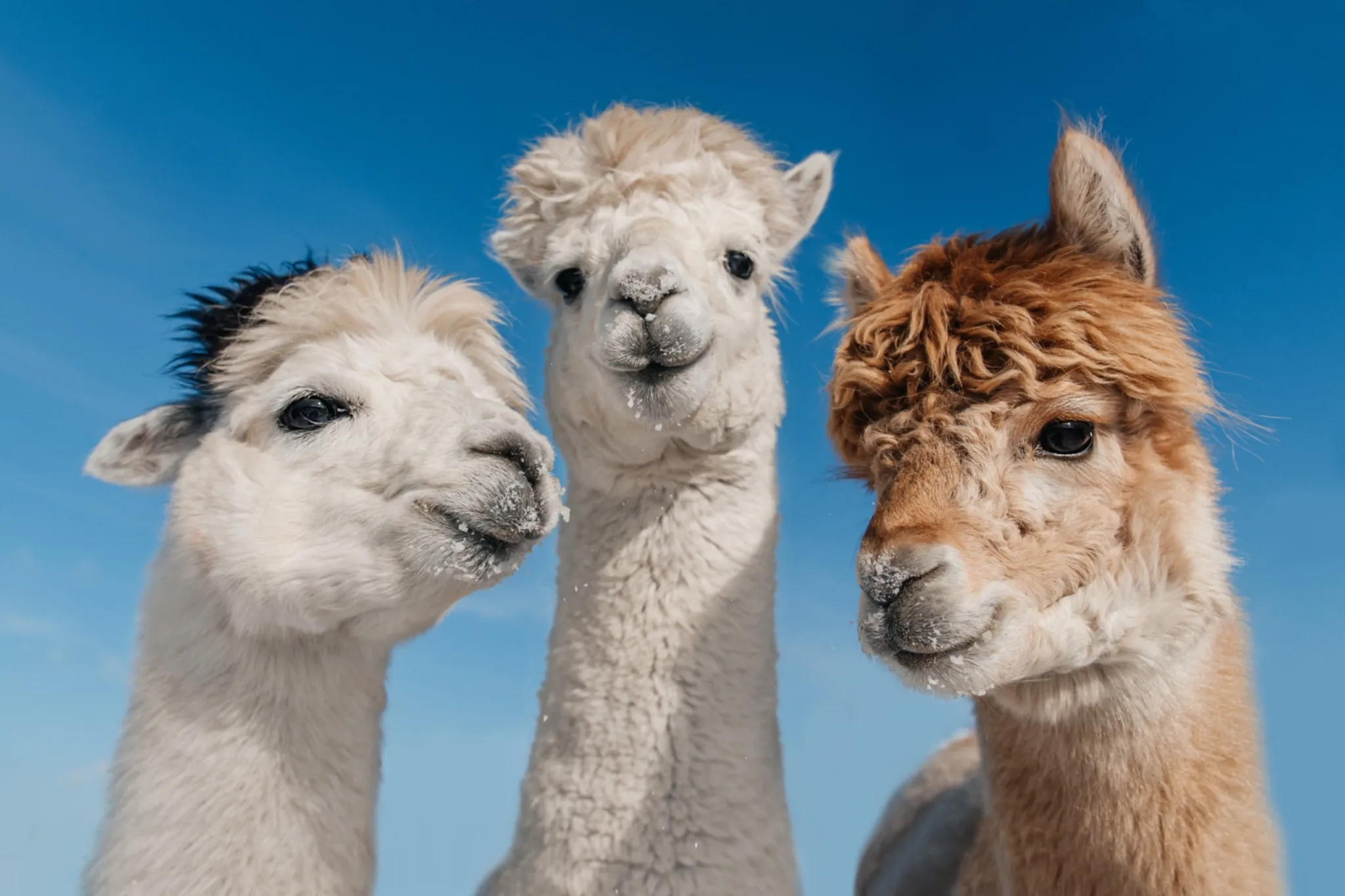 Hang out with cute animals at five spots in and around Calgary this summer