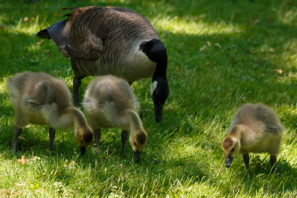 Injured Canada goose rescued after rock attack at Powell River Canada Day