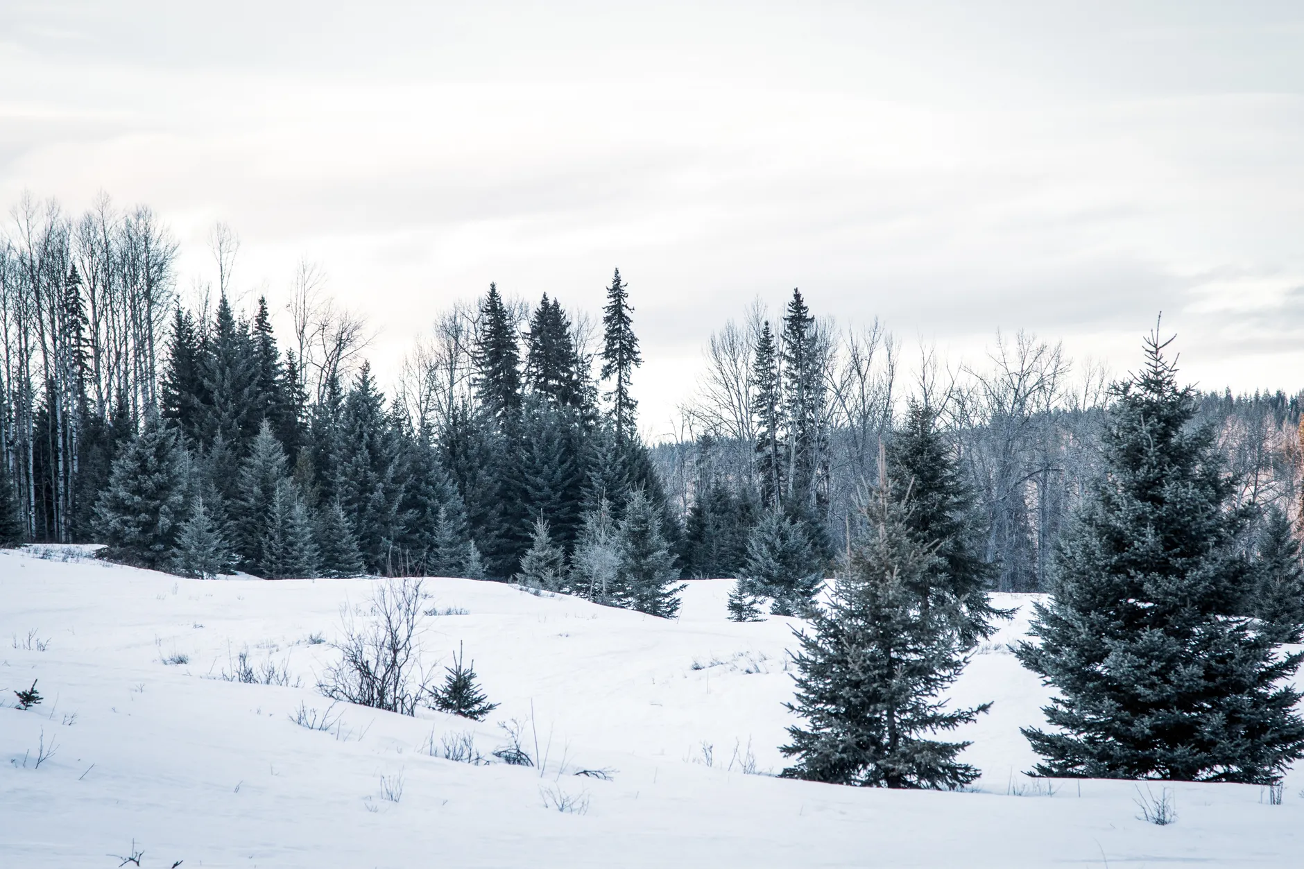 B.C. winter forecast calls for record-mild conditions as strong El Niño peaks