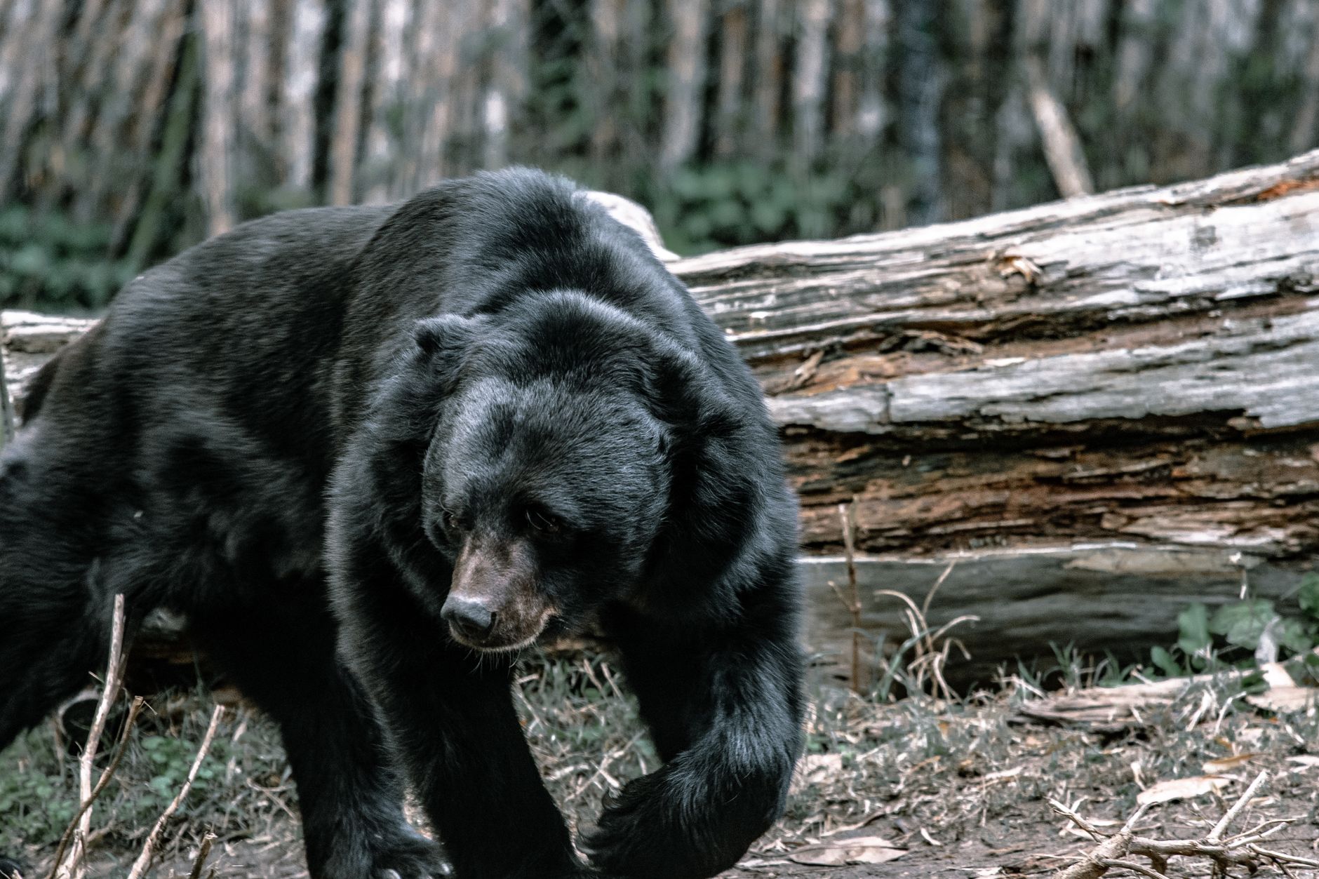 Alberta hunts black bears to save caribou. Its own wildlife chief says it won't work.