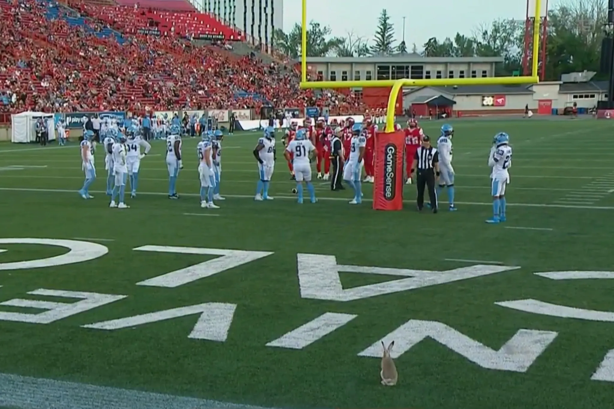Calgary Stampeders beat Toronto Argonauts 58-36 with rabbit as unlikely third-quarter spectator