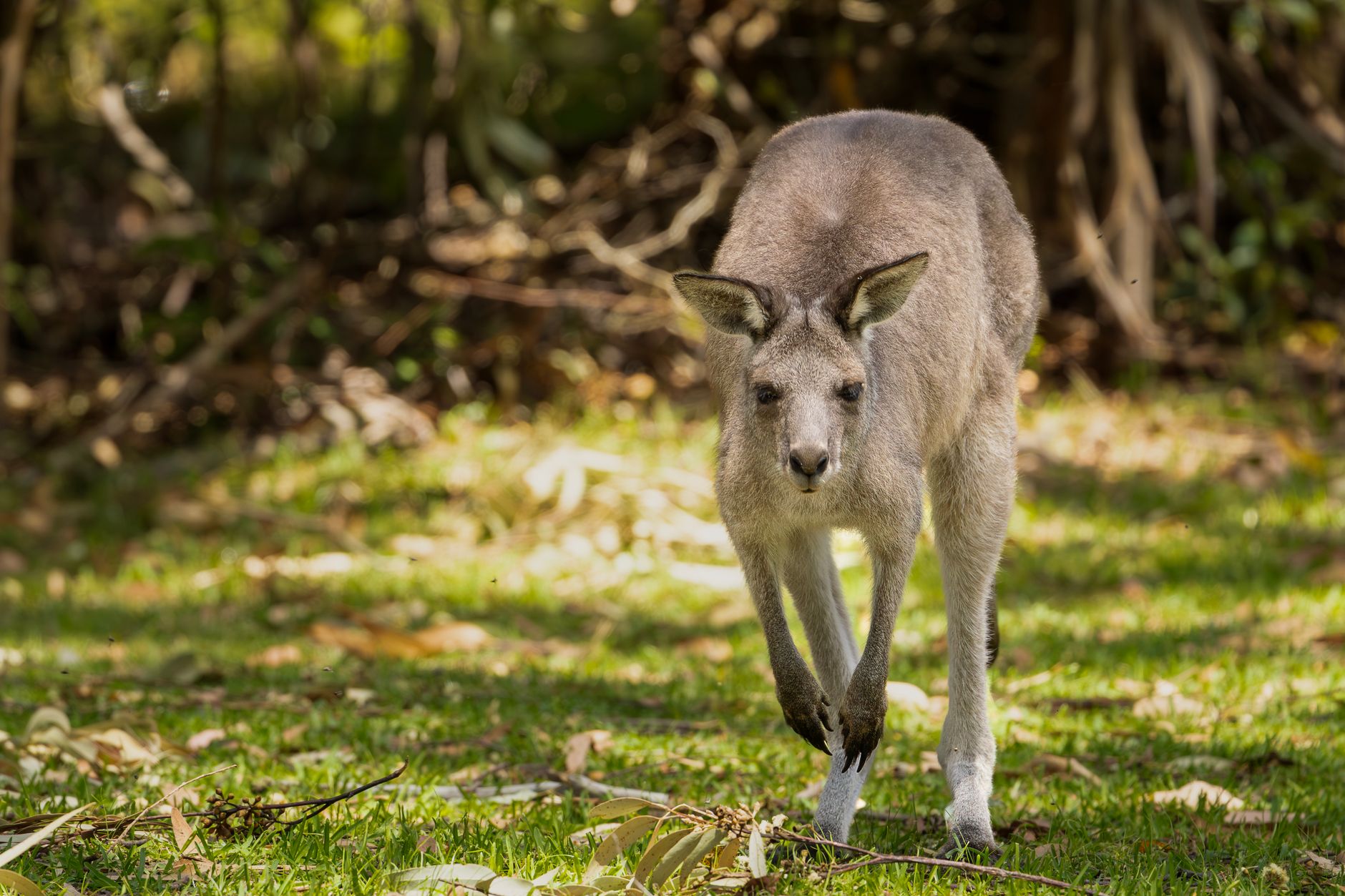 Escaped kangaroo spotted on South Shore
