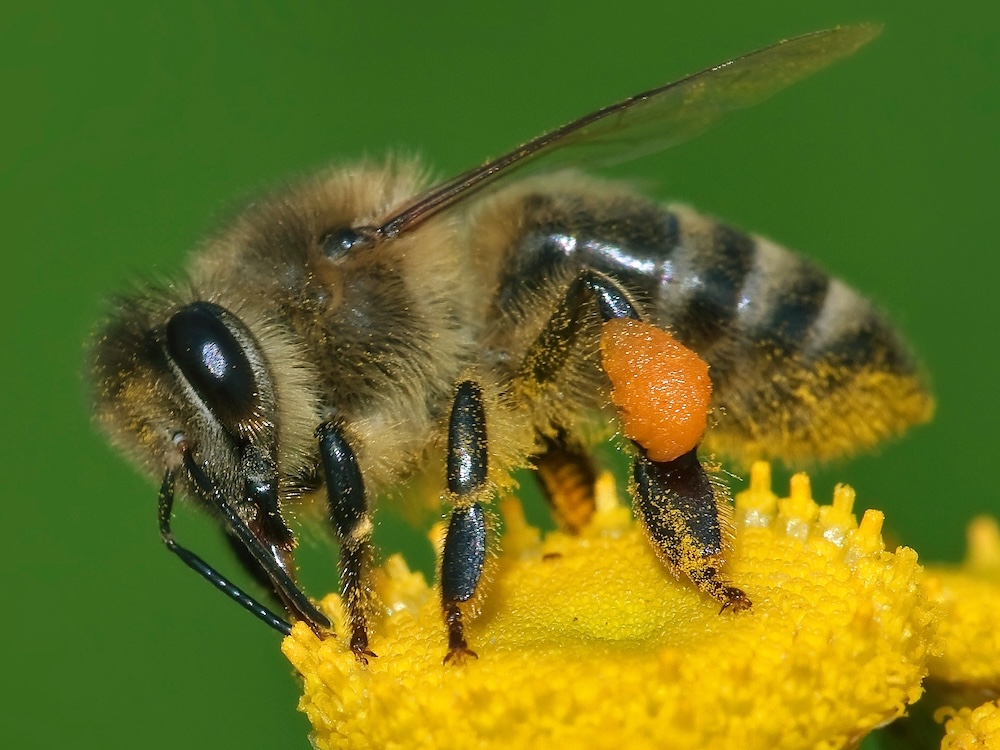 ApiSave, Burnaby biotech company, uses hop extract to fight honeybee diseases