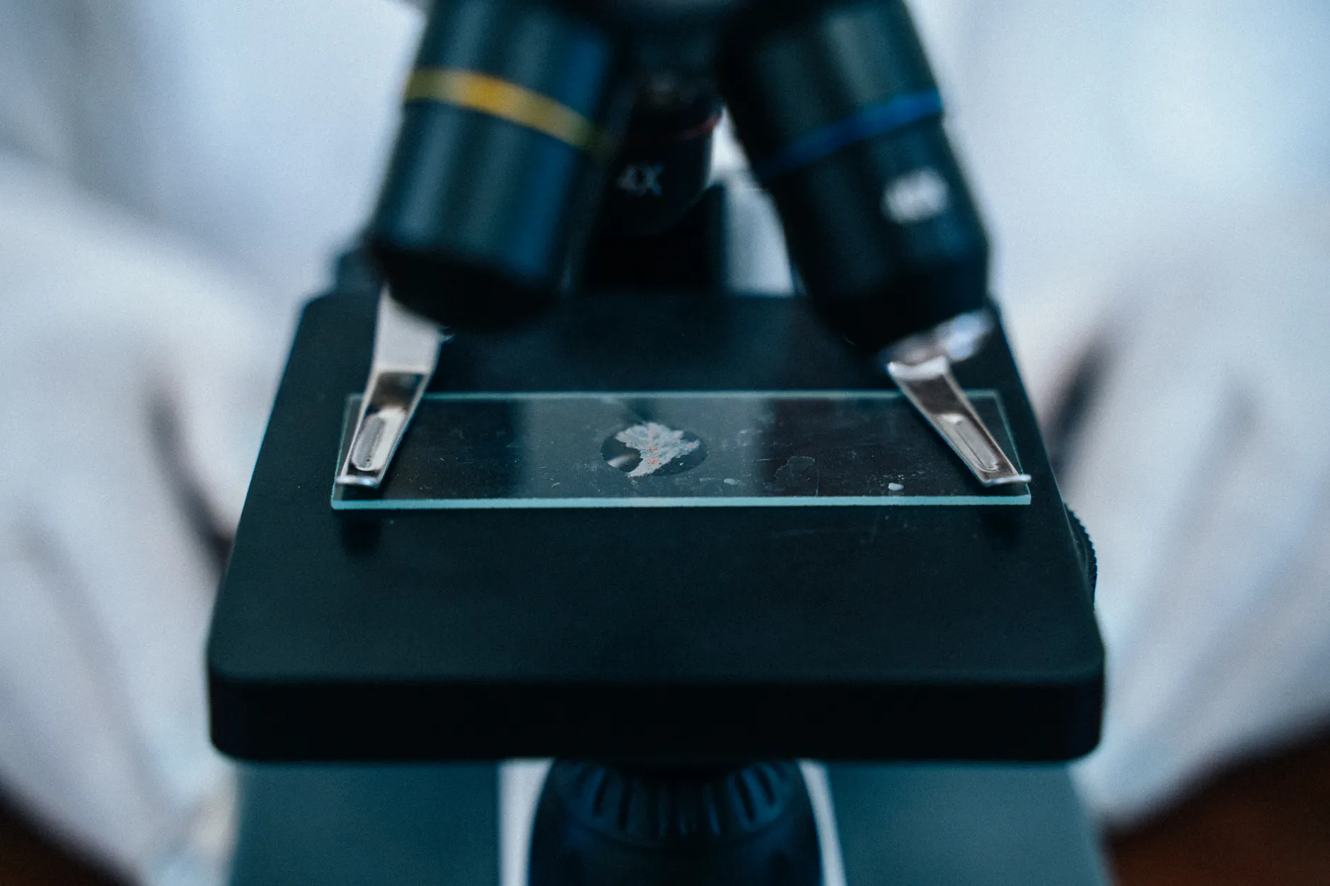 Alberta researchers discover how zombie parasite controls ant brains with on-off switch