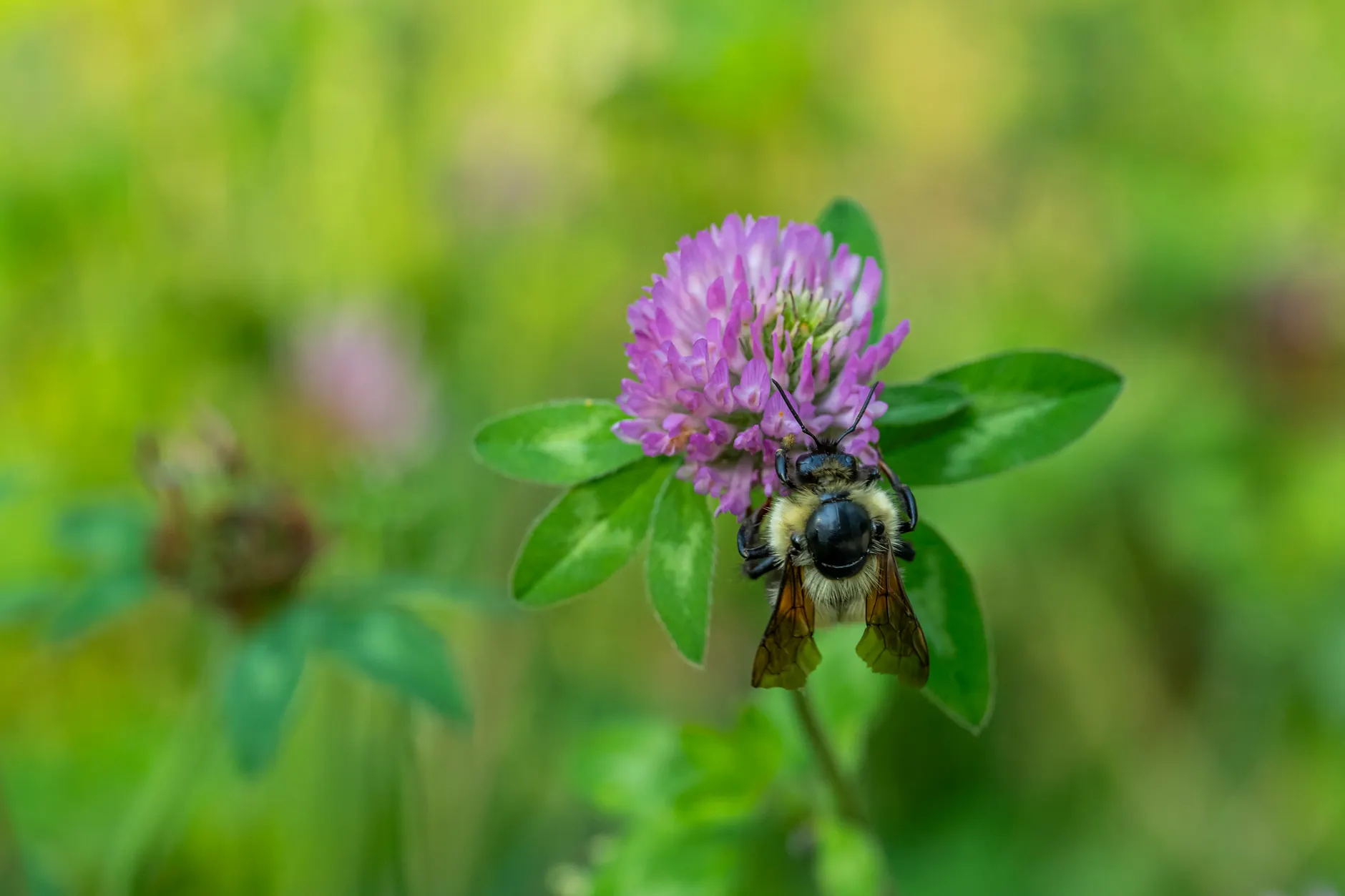 Airdrie marks Pollinator Week with workshops, film, and native plant tips