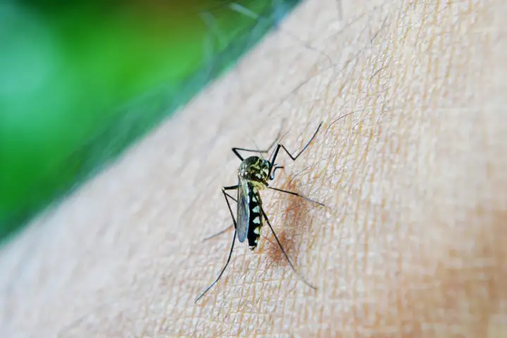 Alberta entering prolonged mosquito season unseen in decades as heavy rain triggers egg hatch