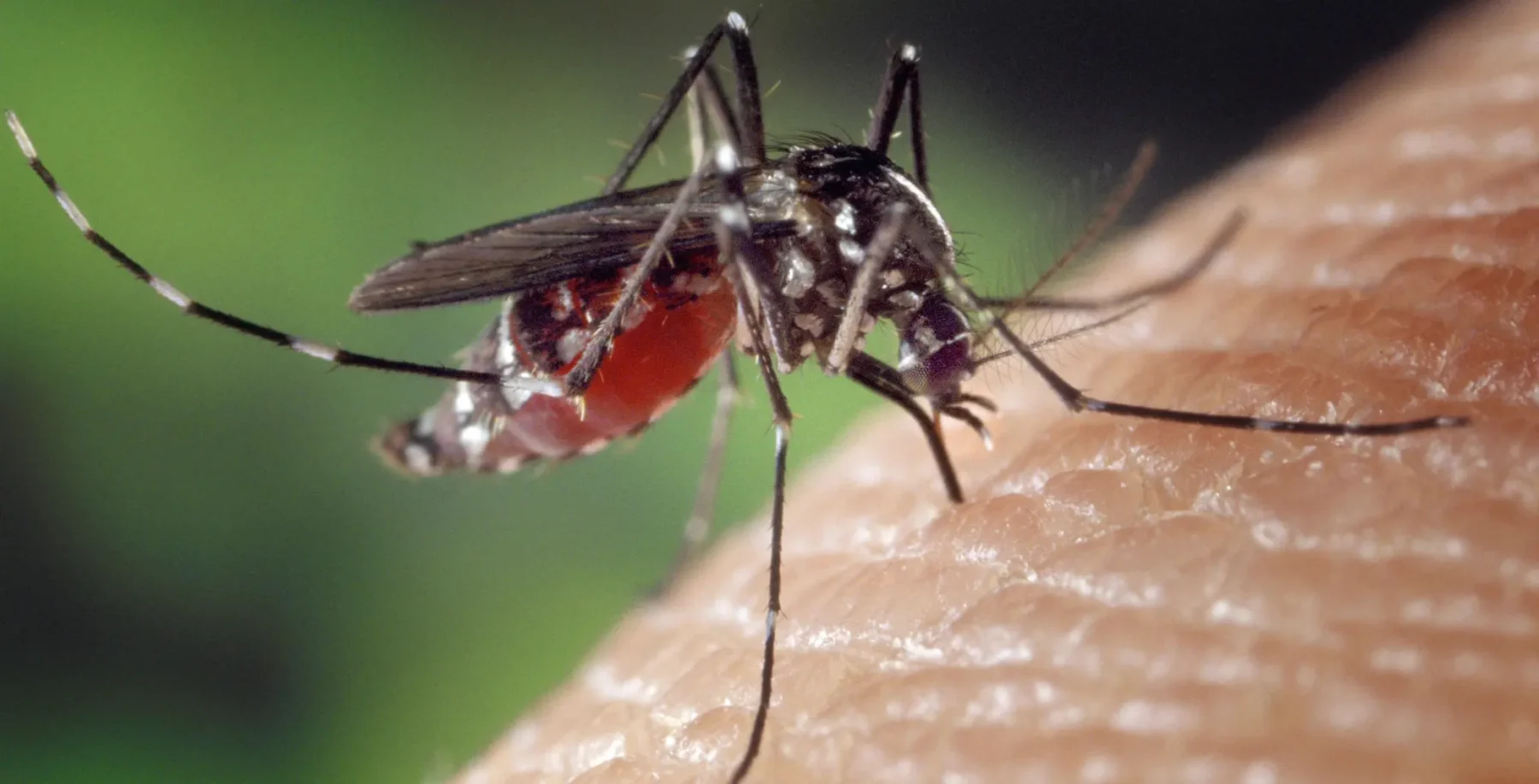 Toronto detects first West Nile-positive mosquito batch of 2026