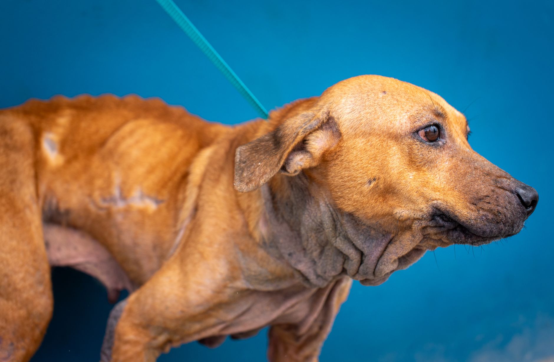 Dog survives suspected opioid poisoning during downtown Edmonton park walk