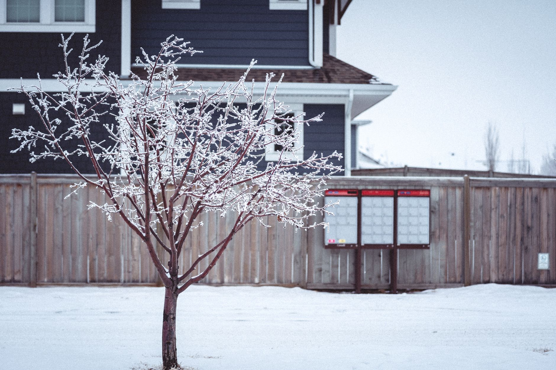 Free trees for your yard as Branching Out expands