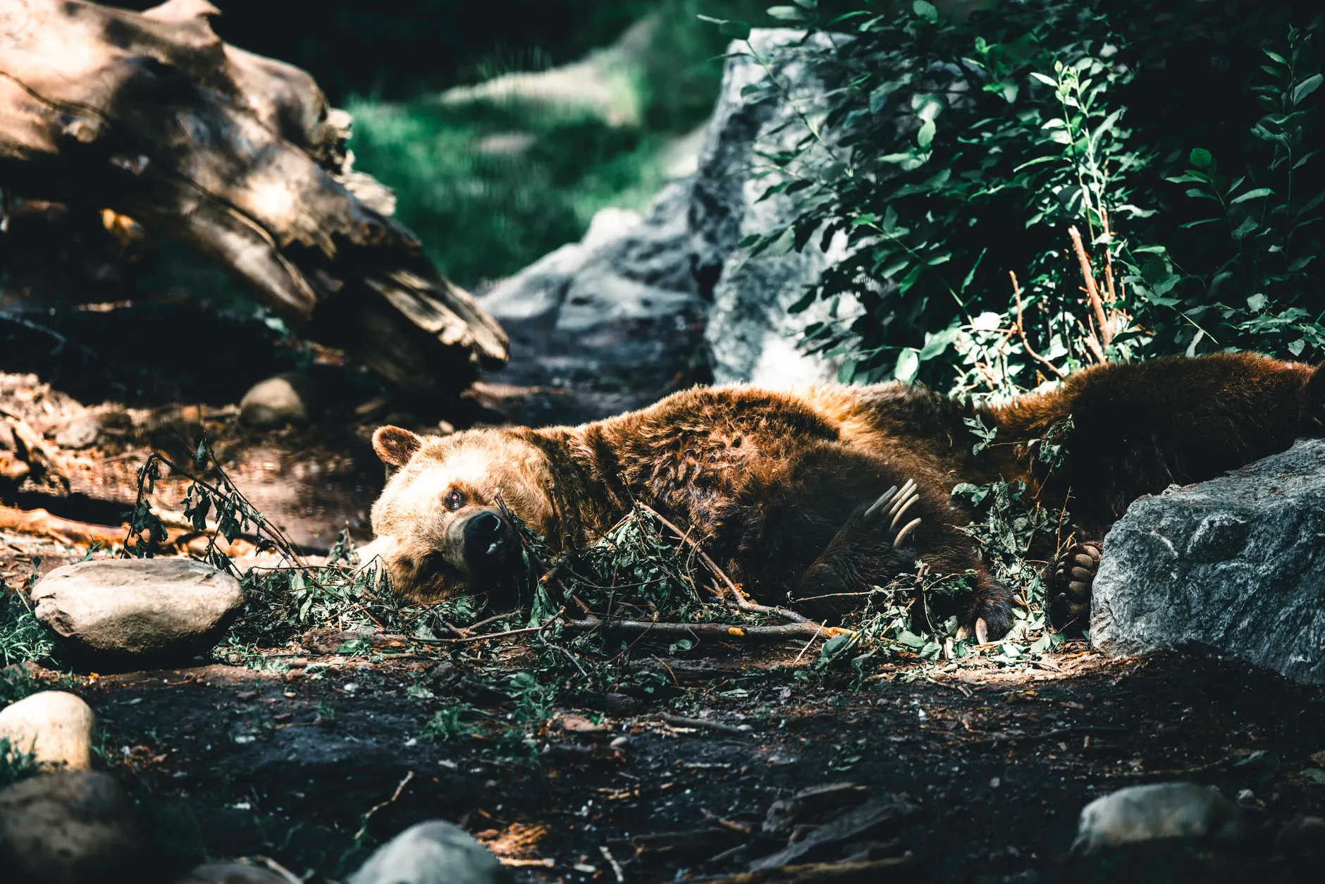 Alberta grizzly bear poaching surges as four bears killed in three months