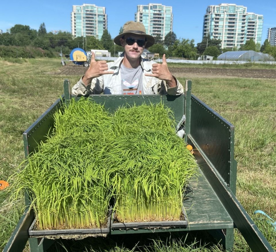 KPU Richmond students grow dryland rice to cut emissions