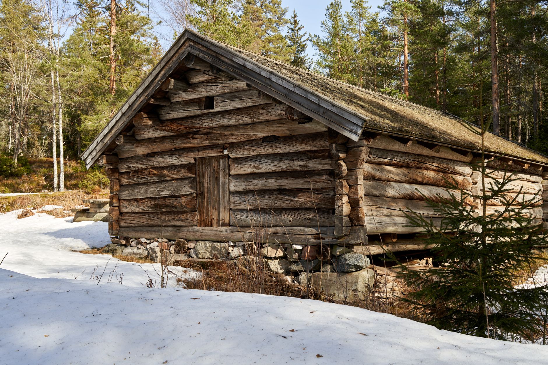 Historic Edmonton cabin from the 1950s was built with spruce logs from near Drayton Valley