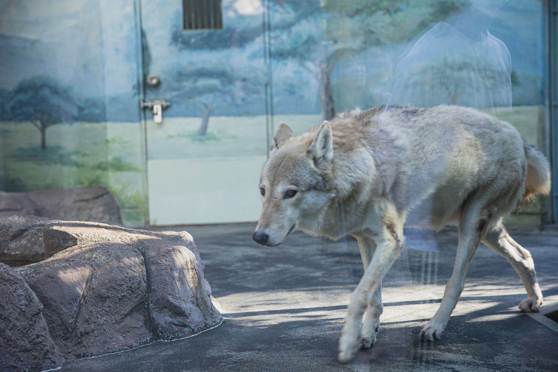 Yamnuska Wolfdog Sanctuary near Cochrane offers tours and up close with 55+ wolfdogs