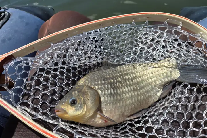 Prussian carp confirmed in Sylvan Lake